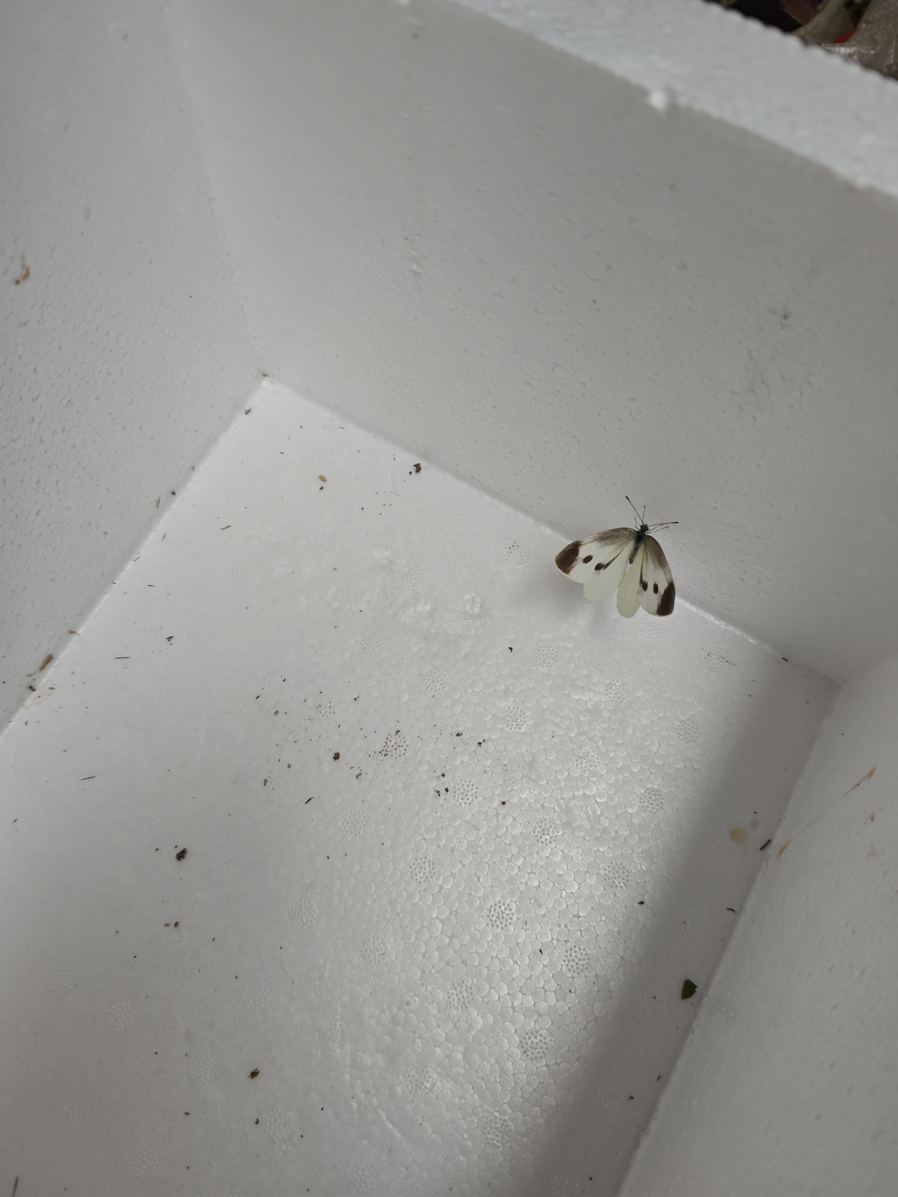 菜粉蝶