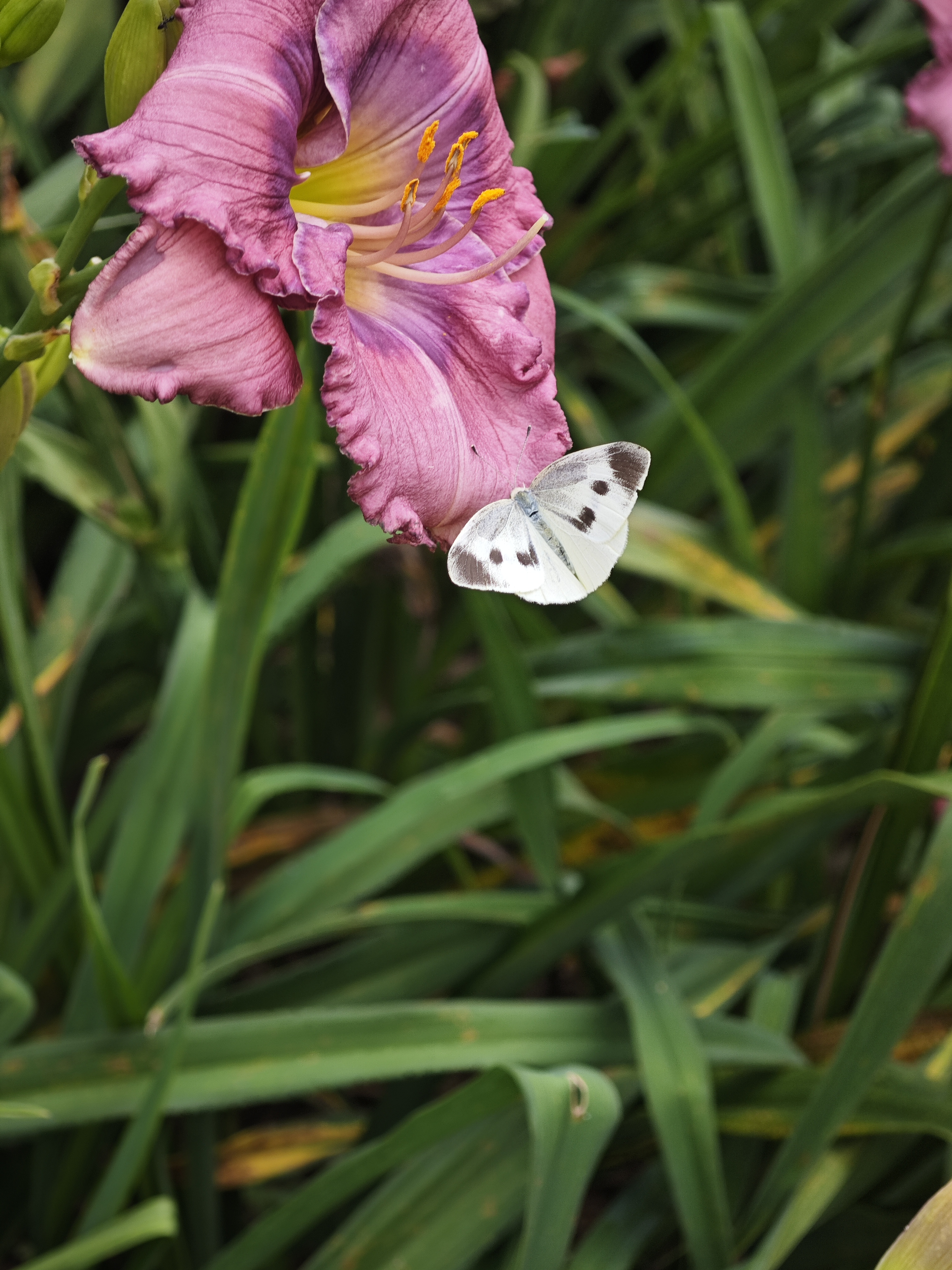 菜粉蝶