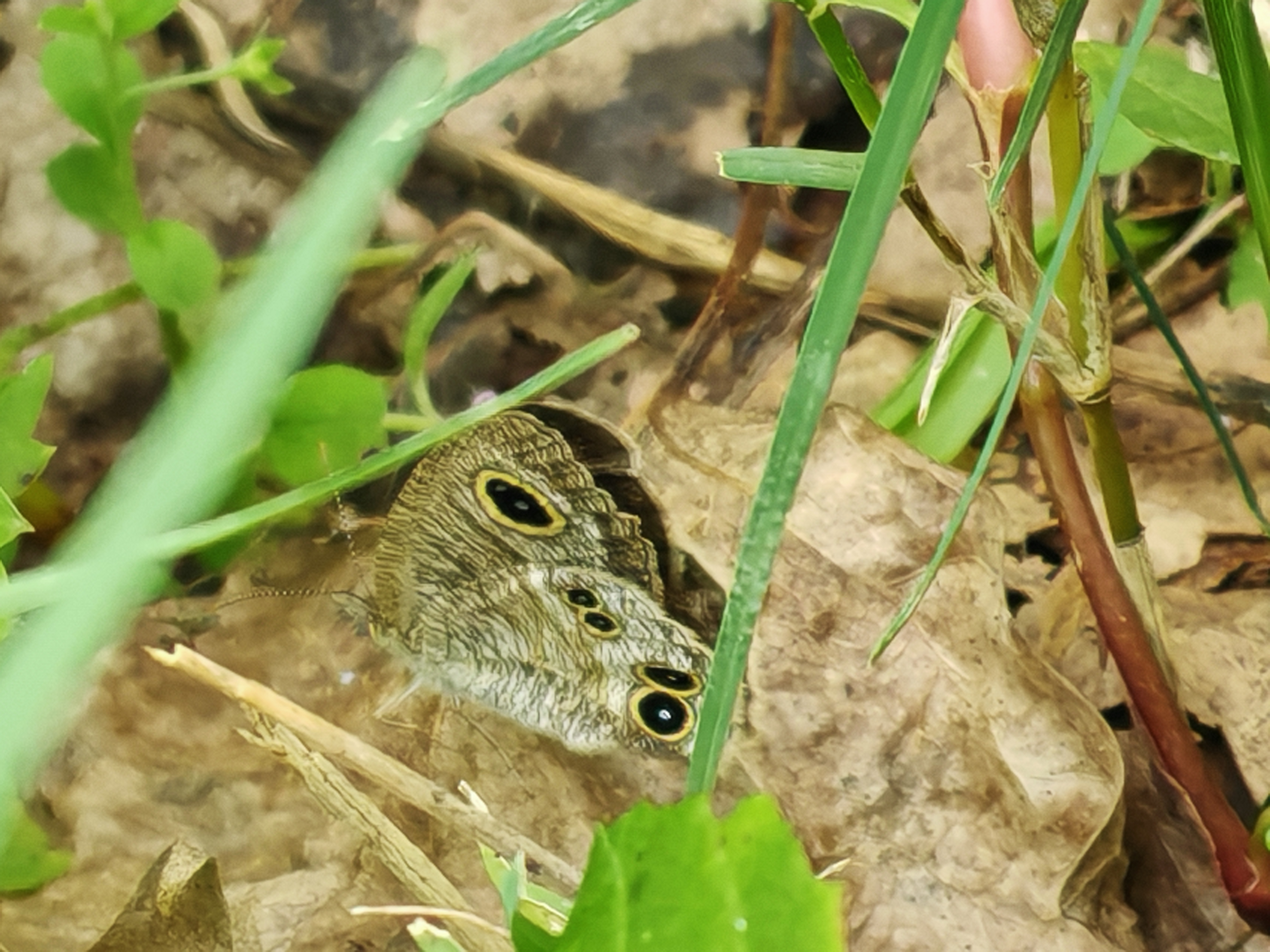 阿矍眼蝶