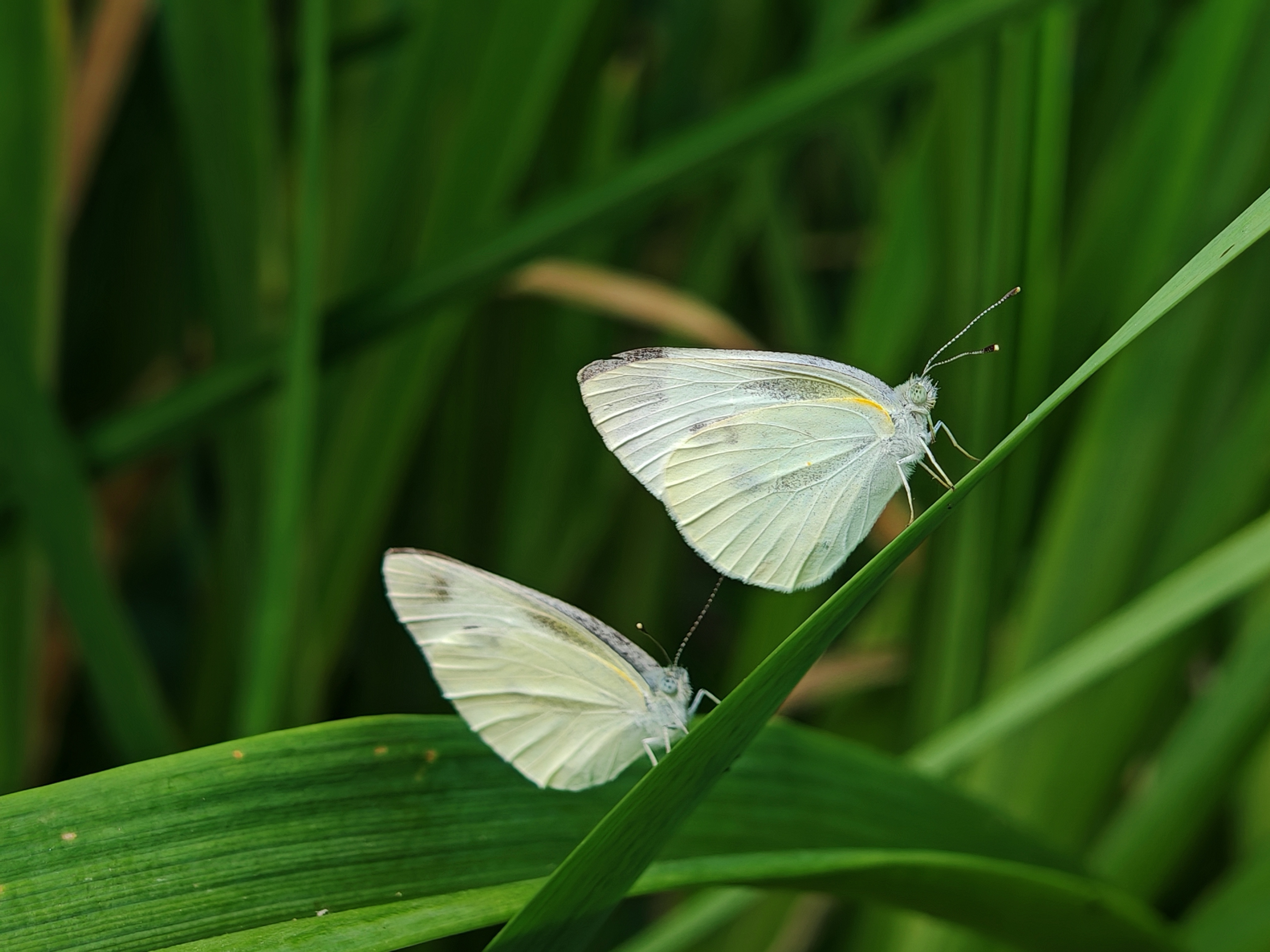 菜粉蝶