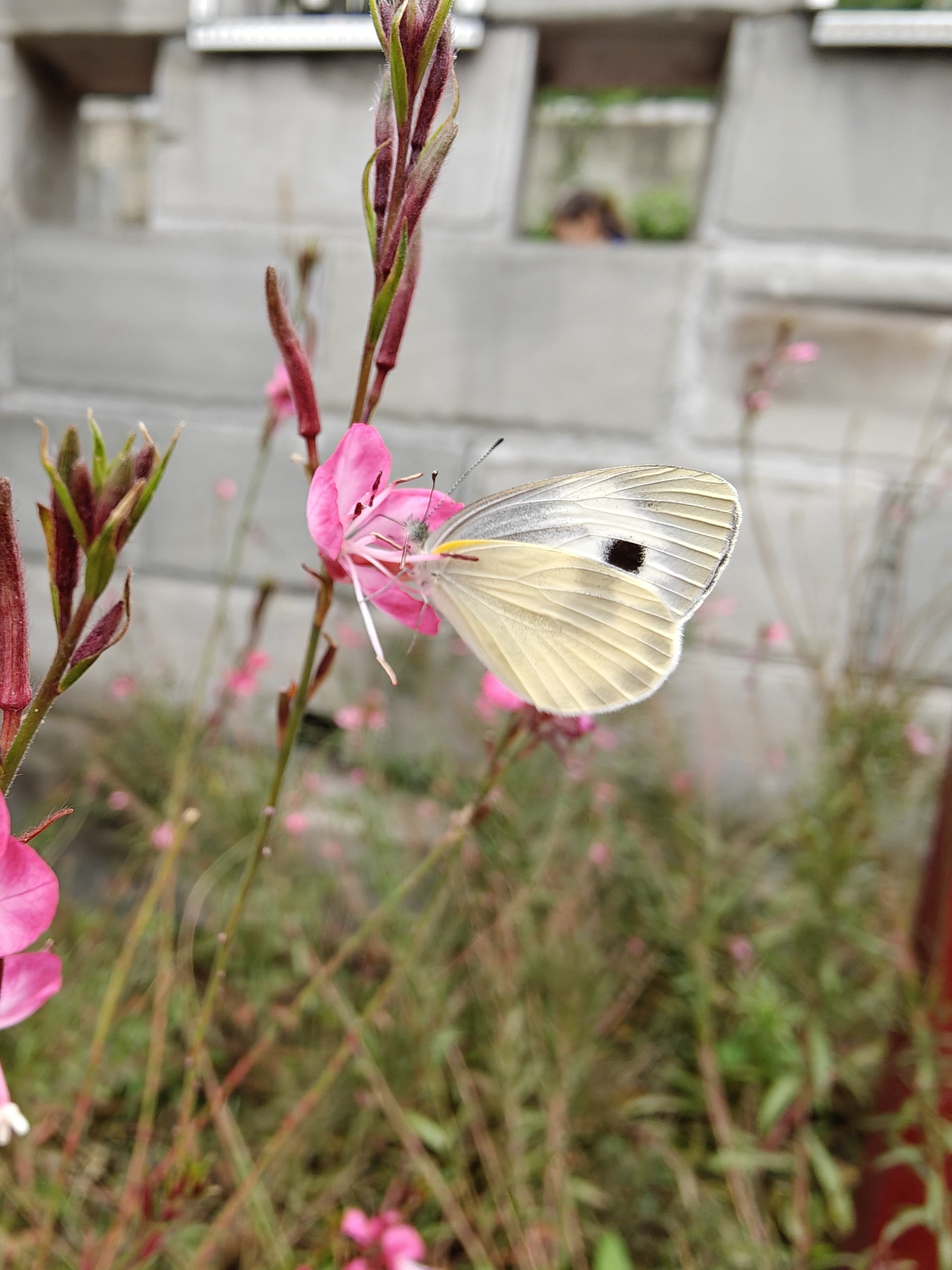 东方菜粉蝶