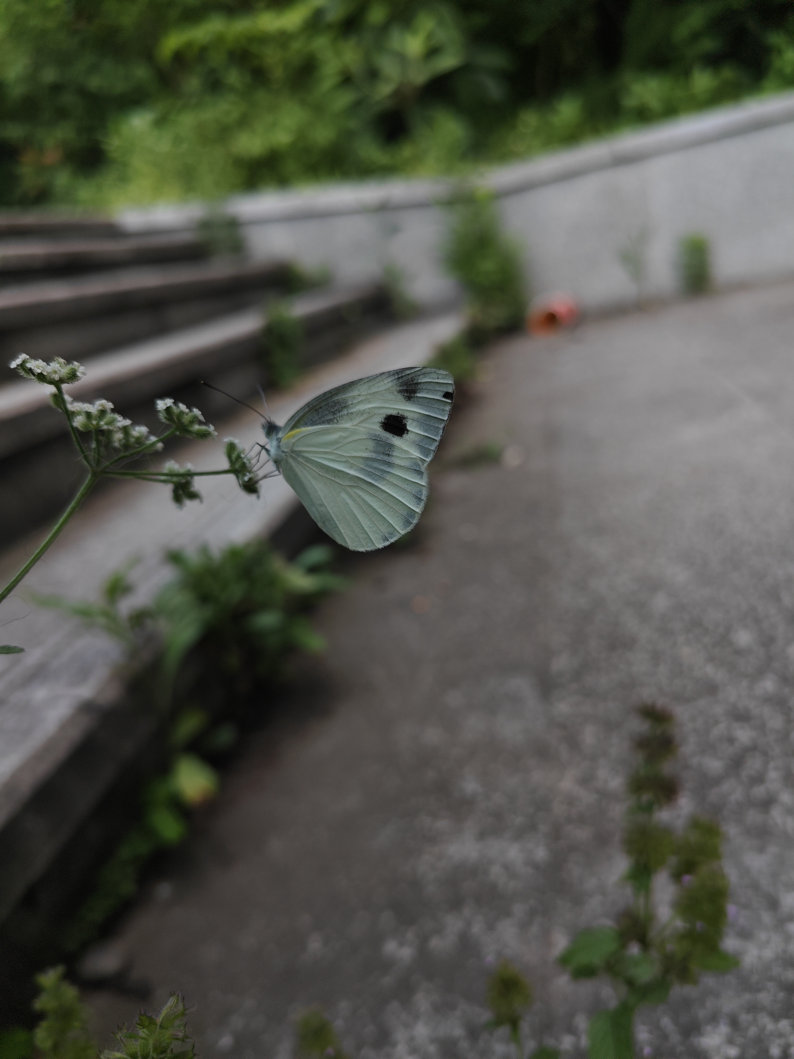 东方菜粉蝶