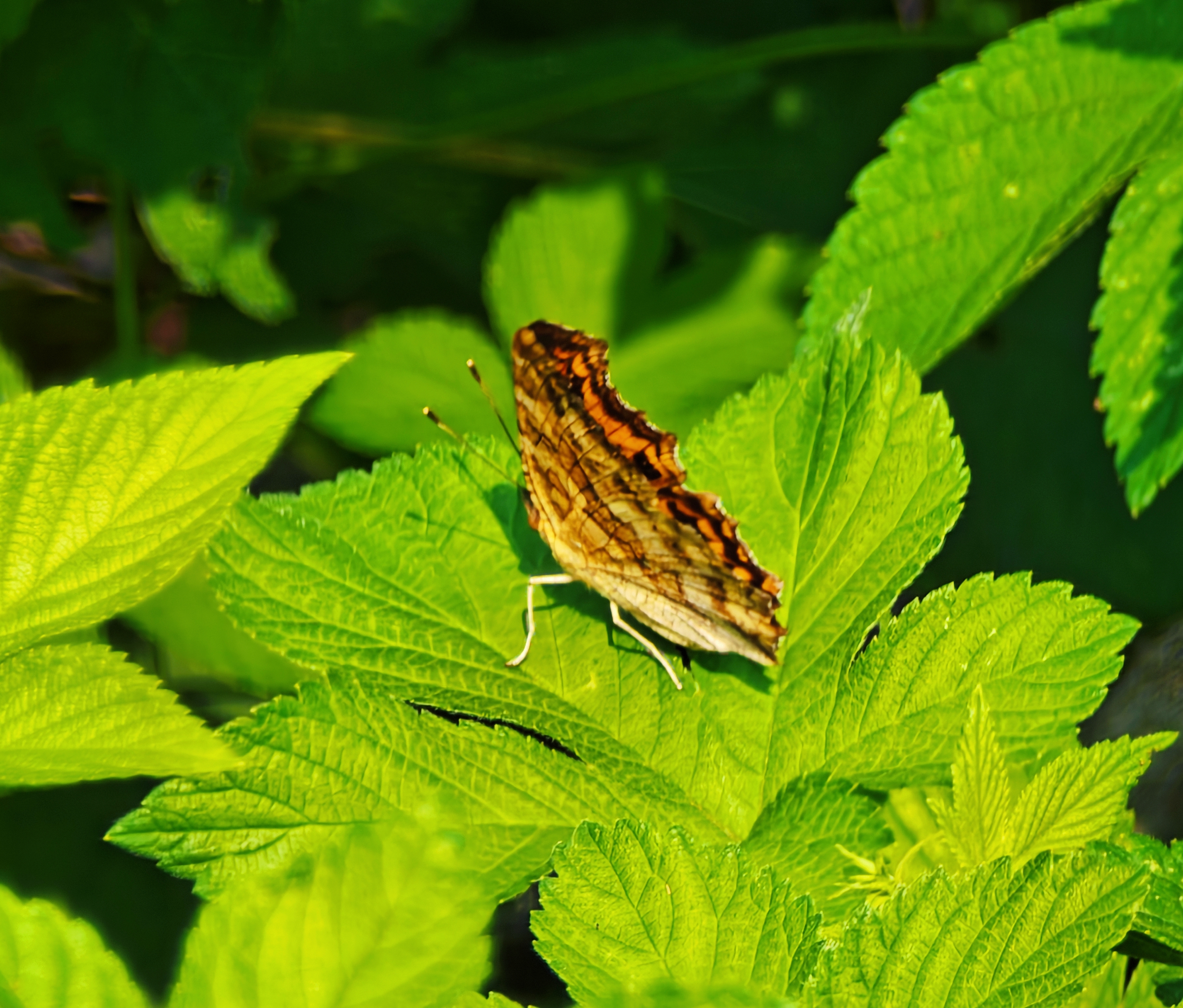 黄钩蛱蝶