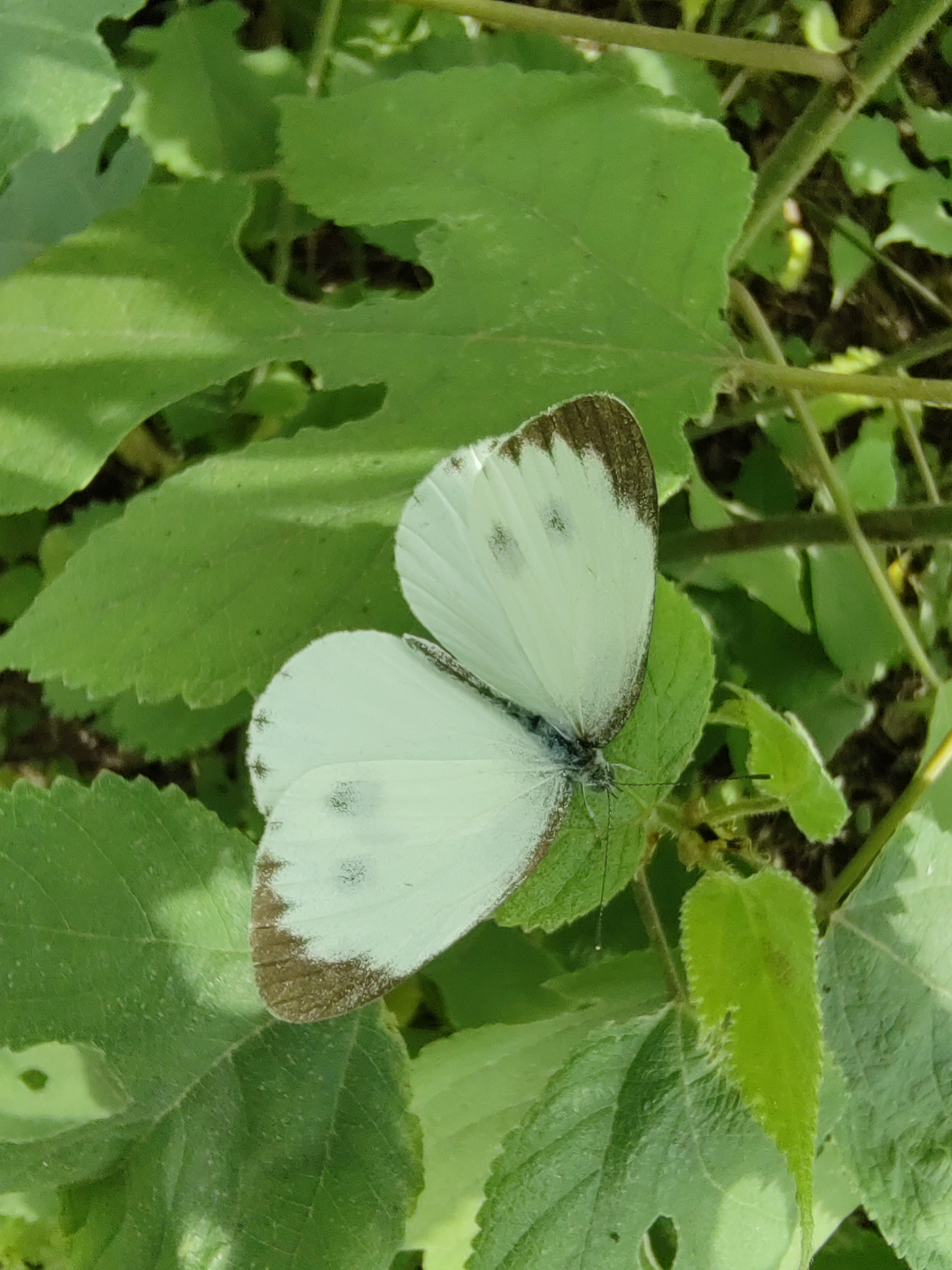 东方菜粉蝶