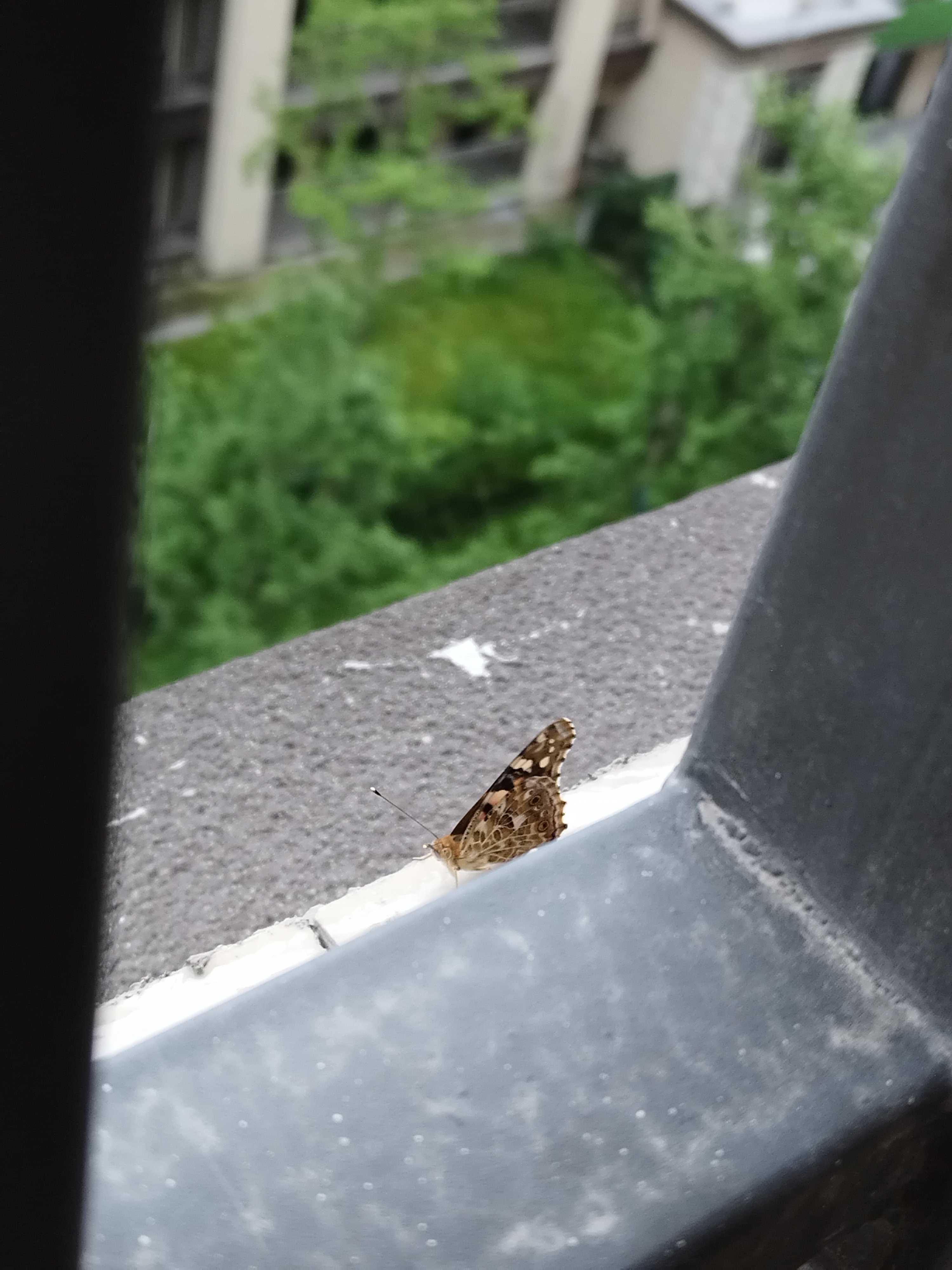 小红蛱蝶