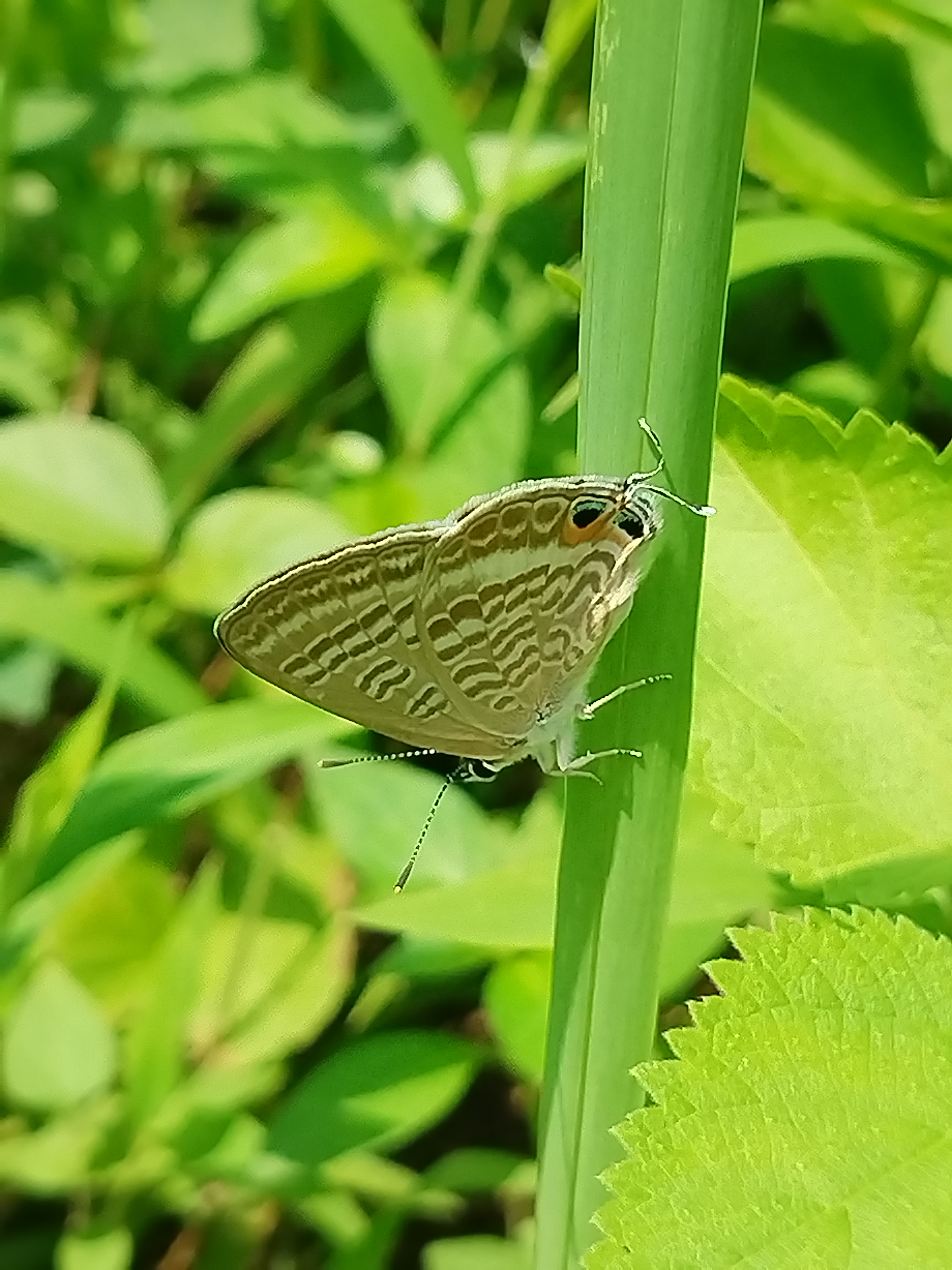 亮灰蝶