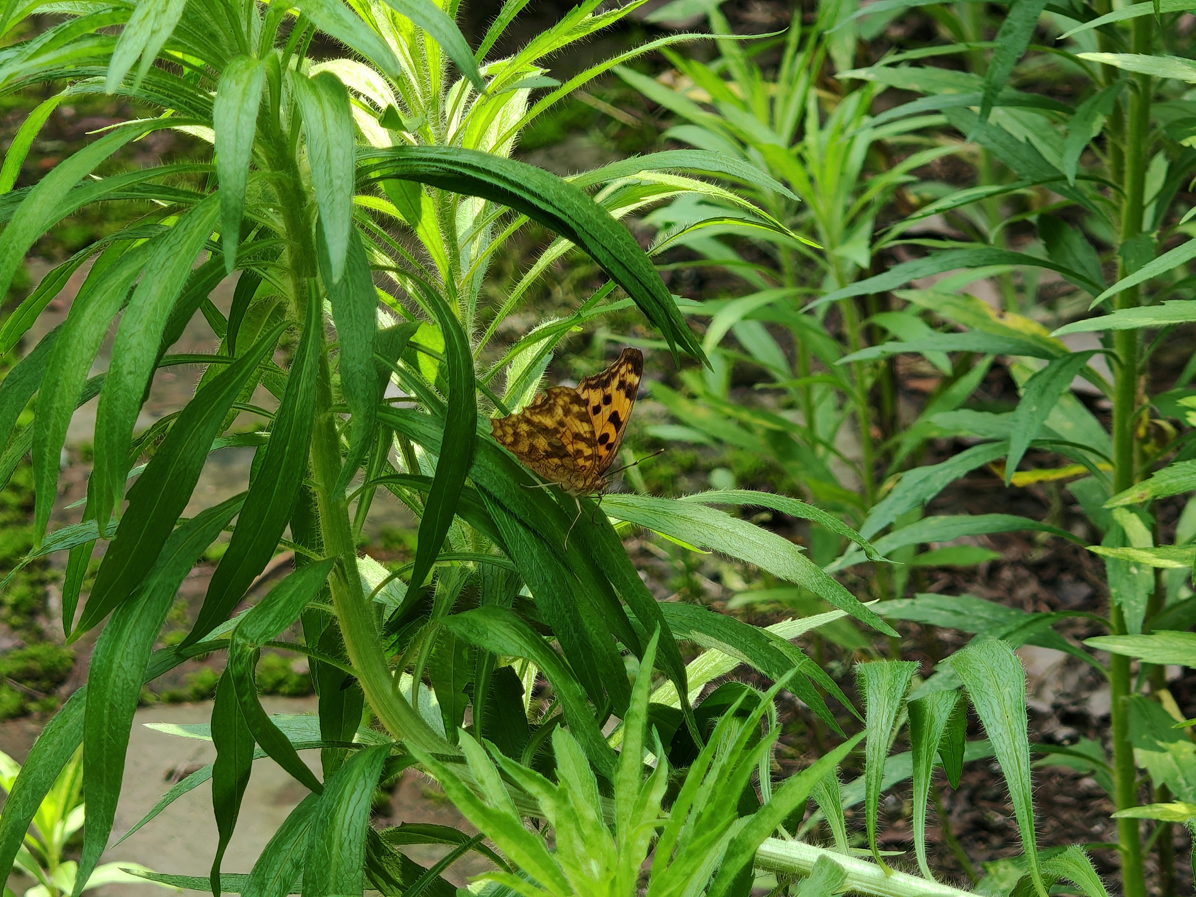 黄钩蛱蝶