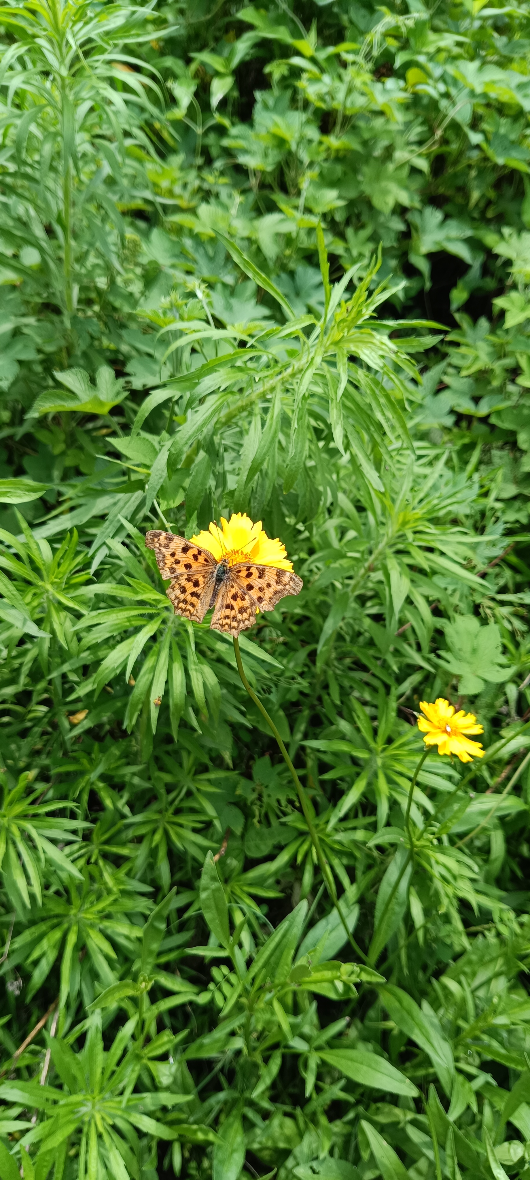 黄钩蛱蝶
