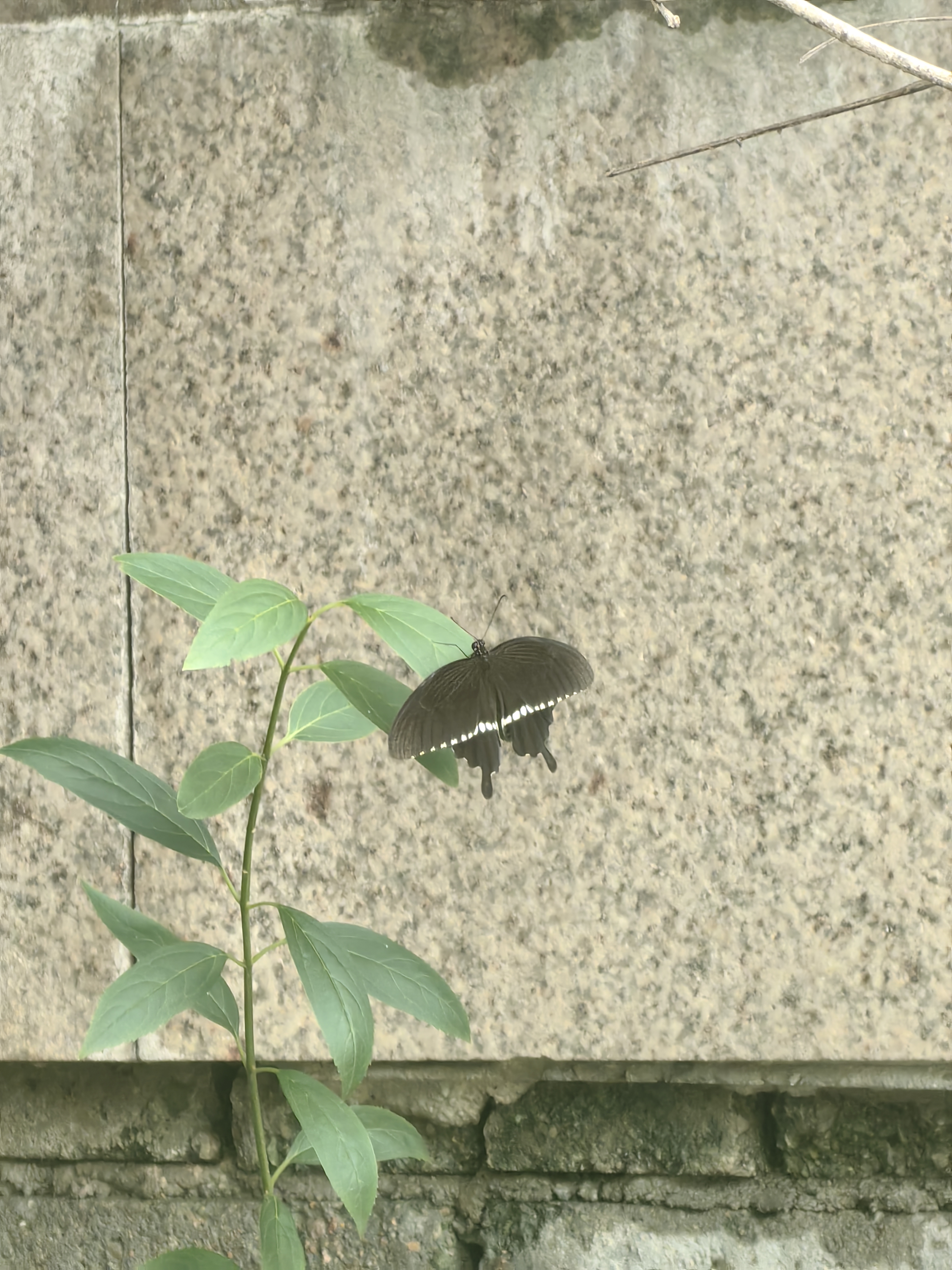 玉带凤蝶