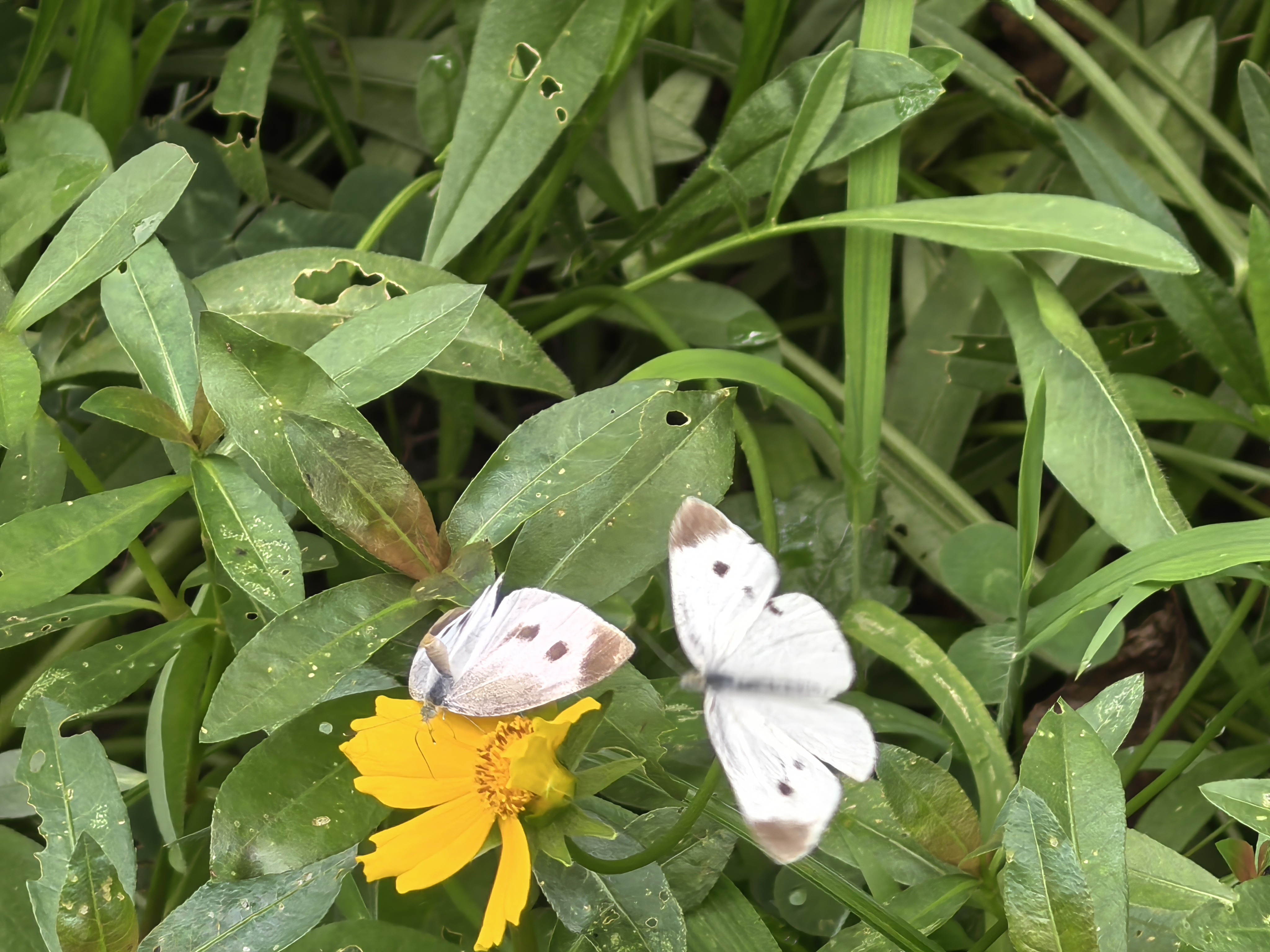菜粉蝶