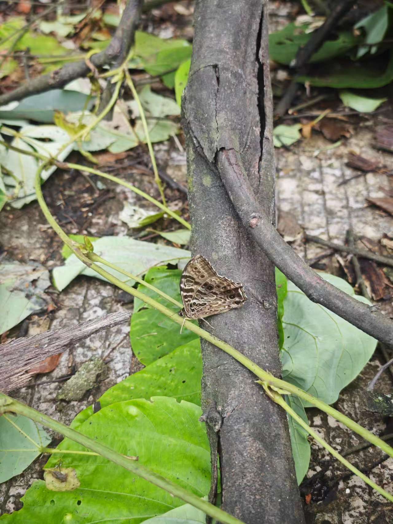 荫眼蝶属