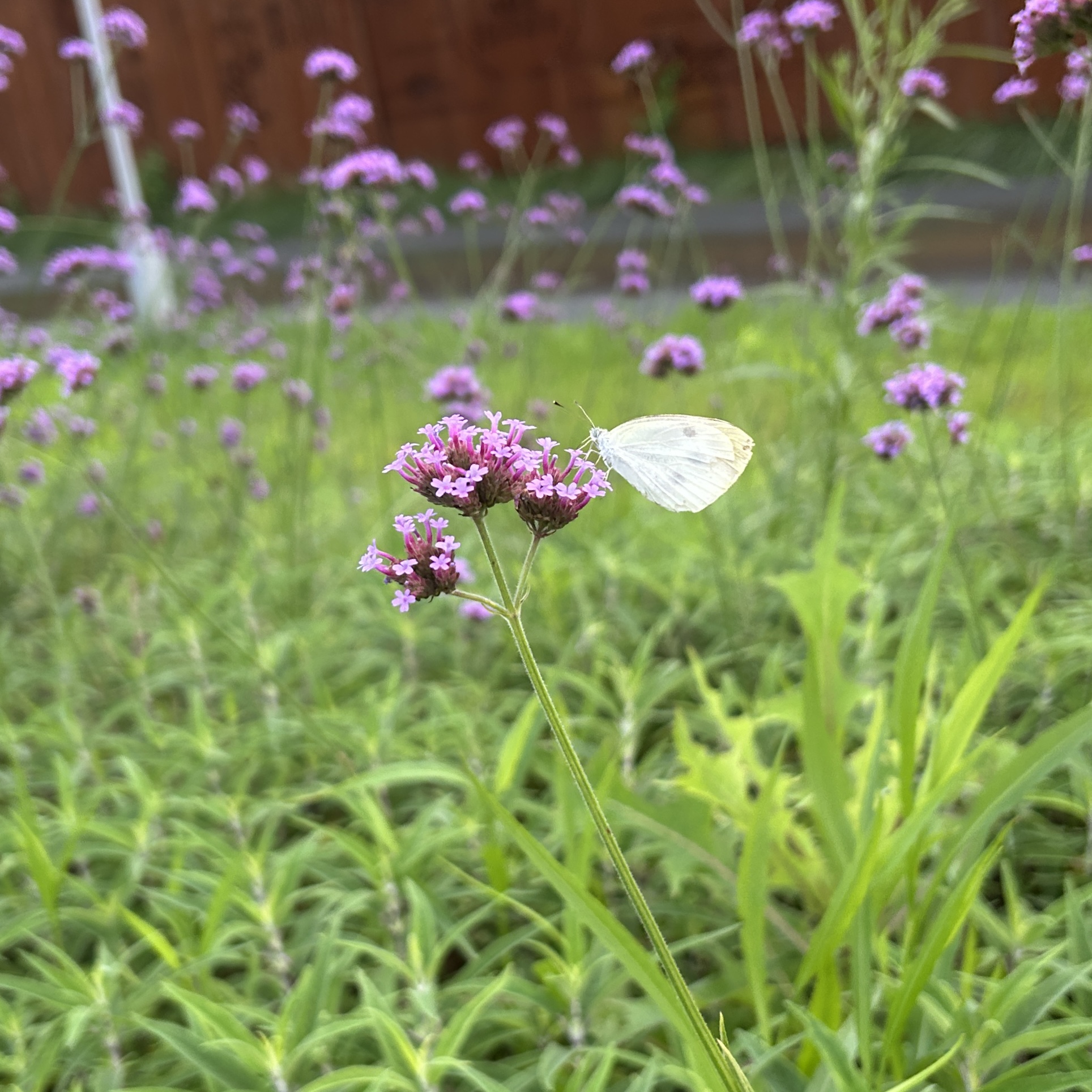 菜粉蝶