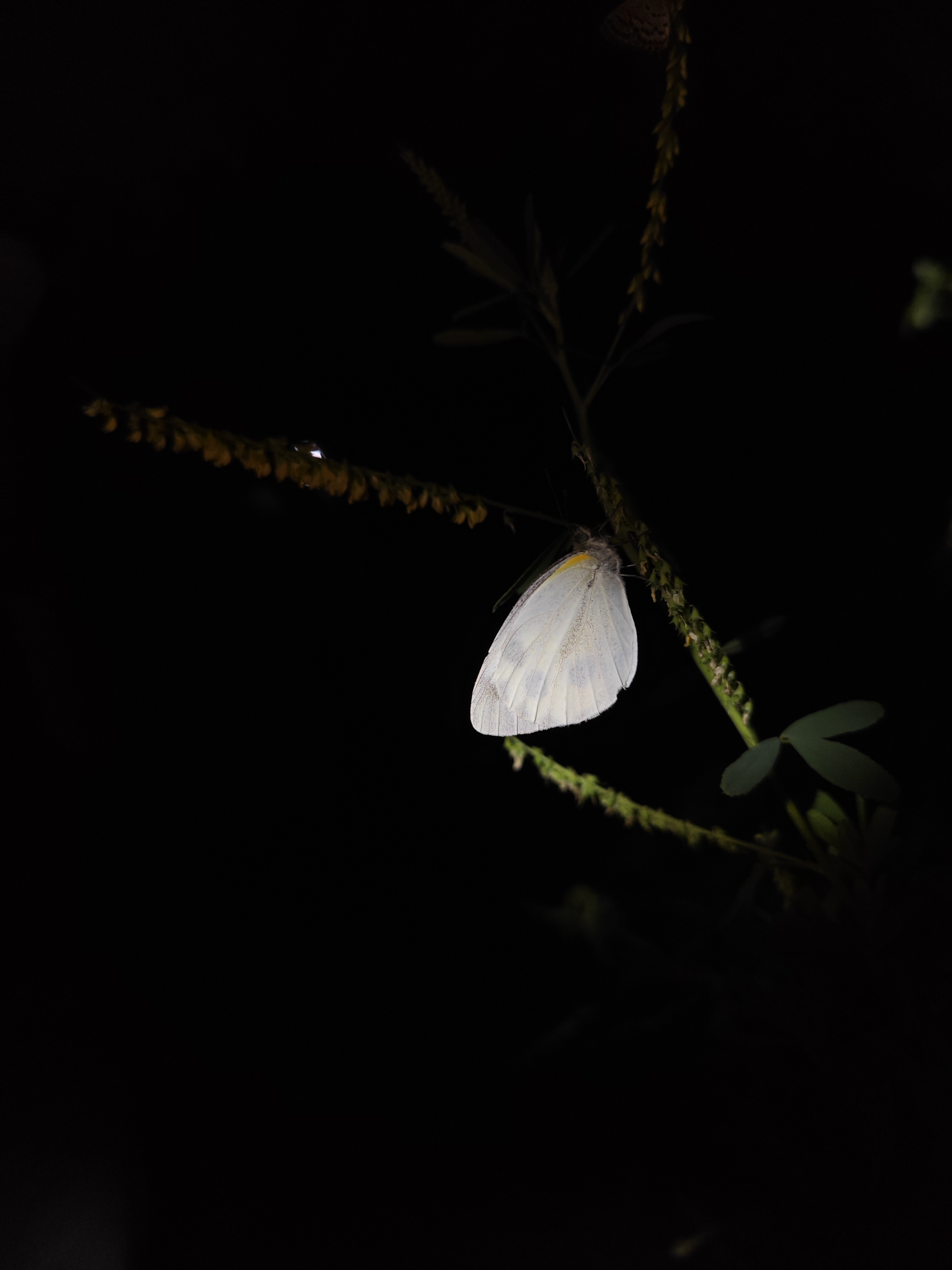 东方菜粉蝶