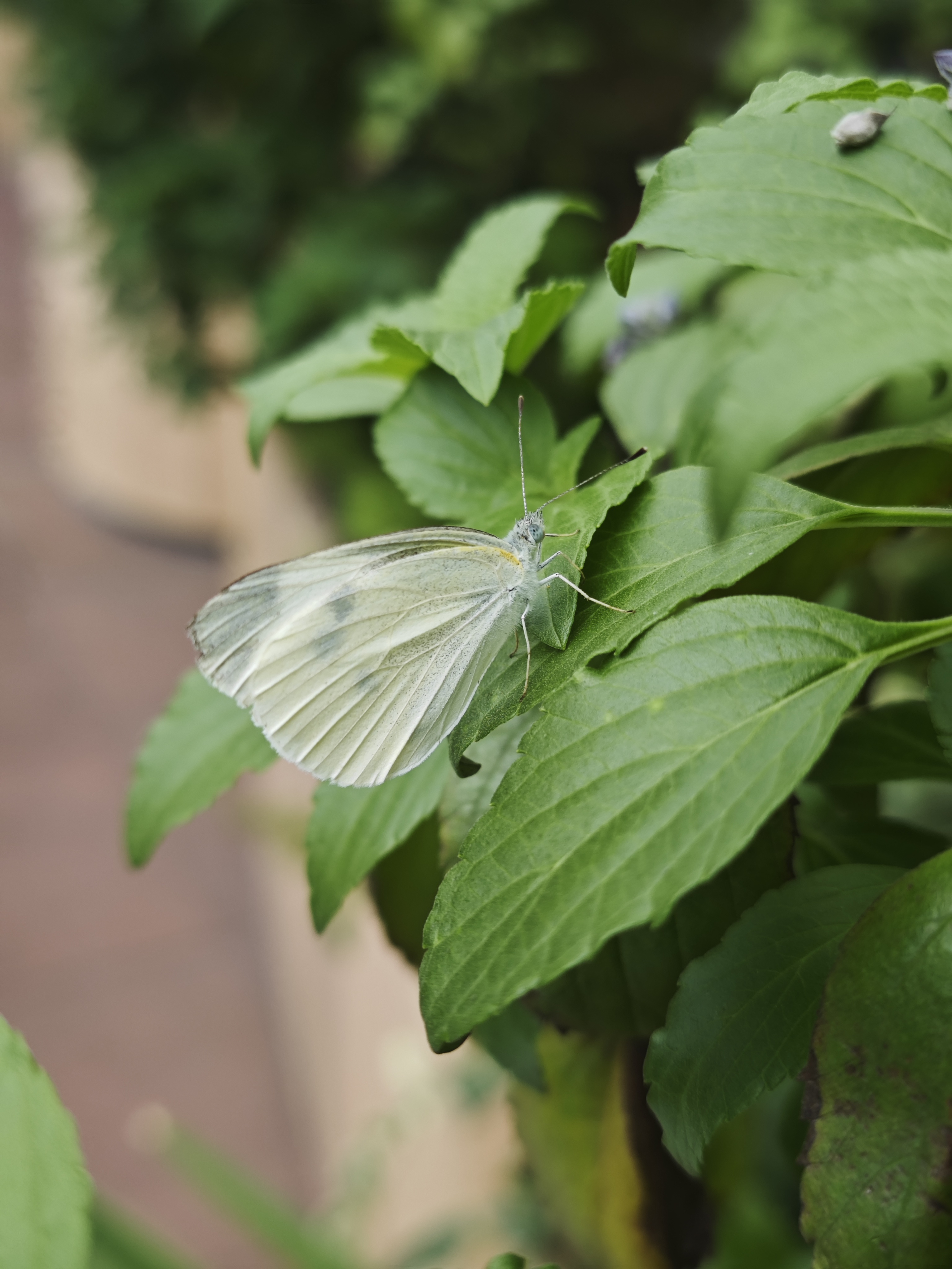 菜粉蝶