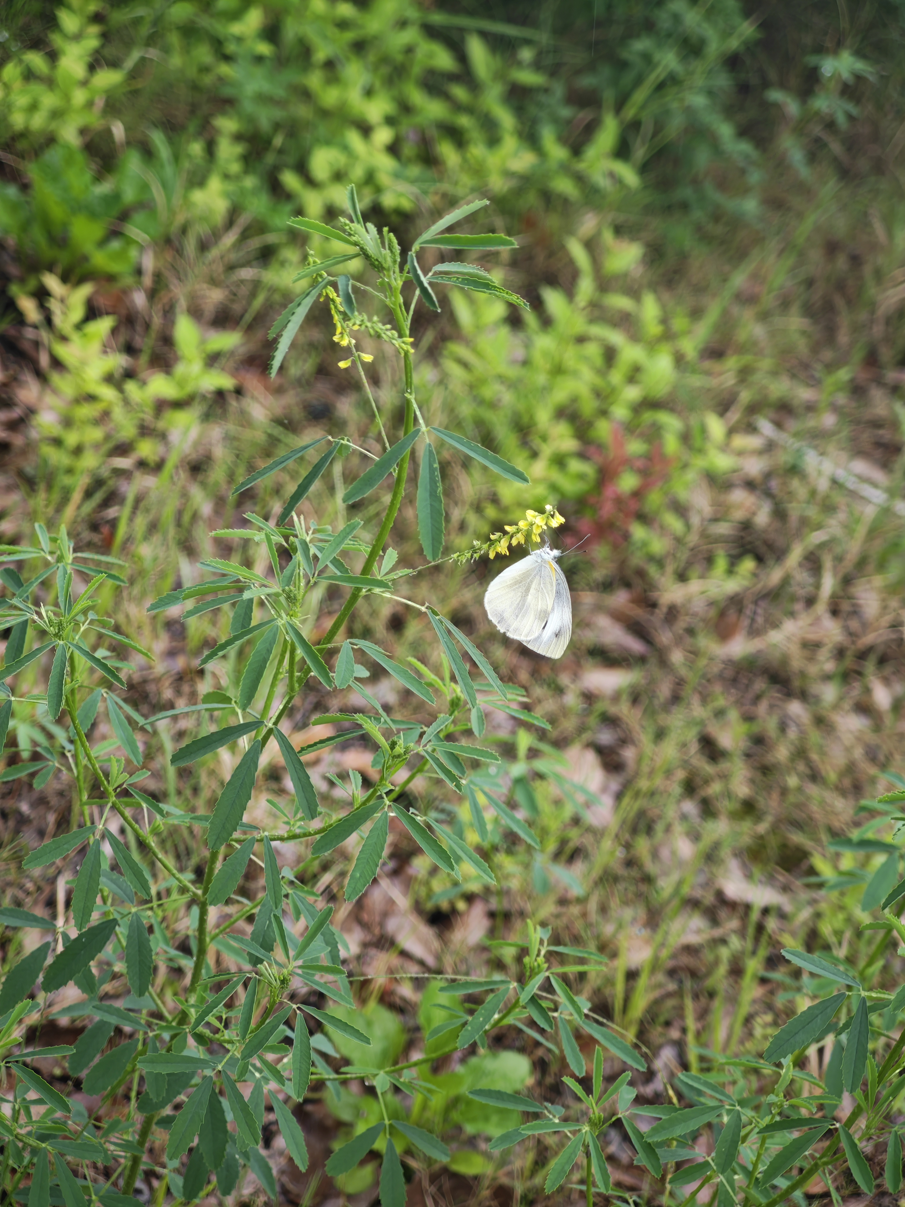 东方菜粉蝶