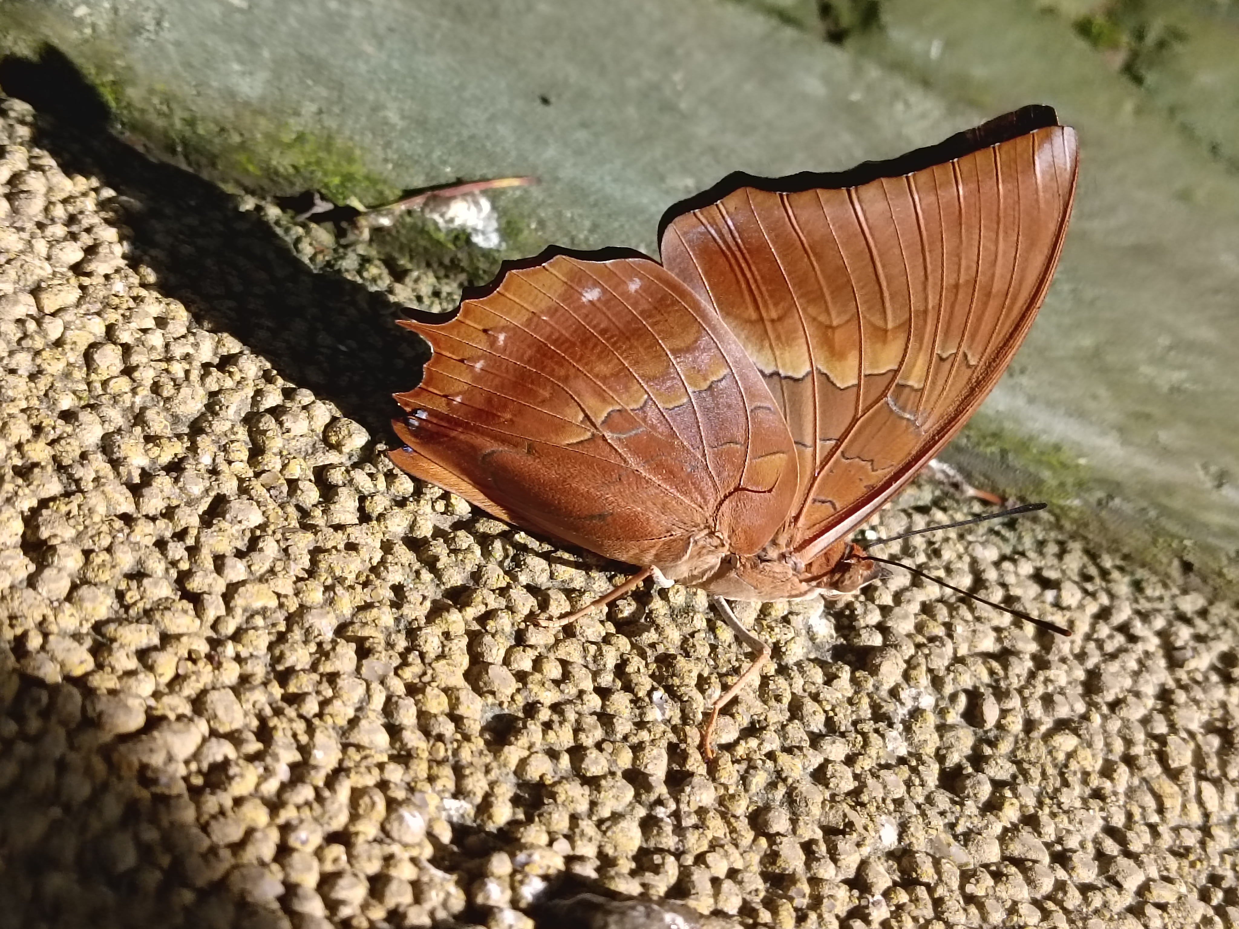 白带螯蛱蝶