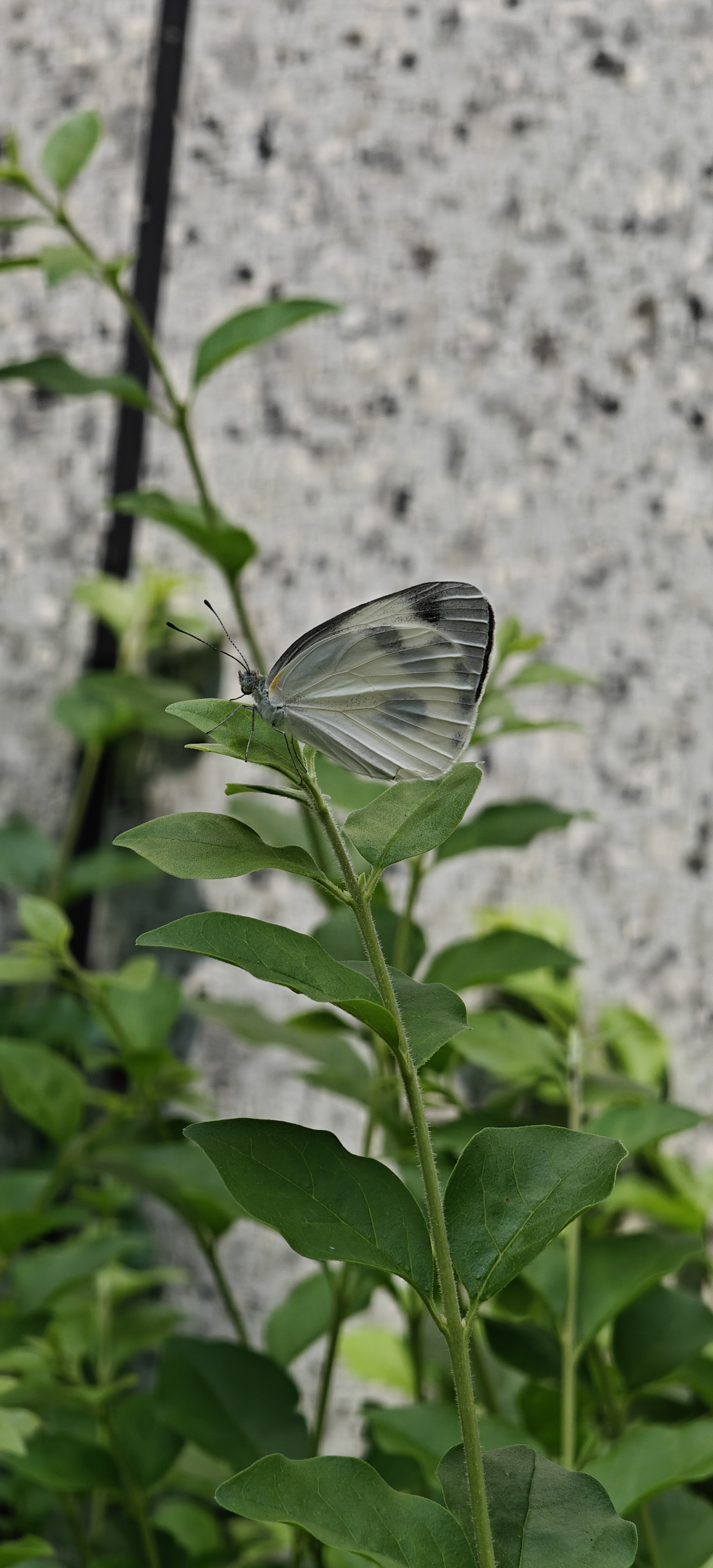 东方菜粉蝶