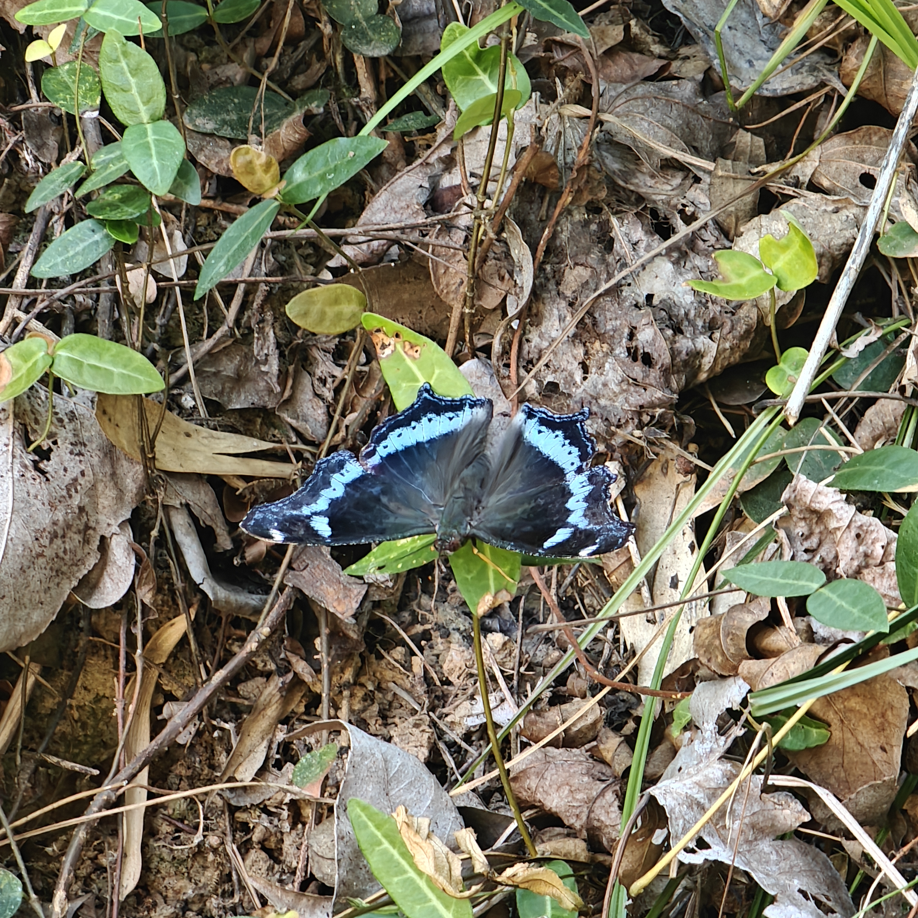 琉璃蛱蝶