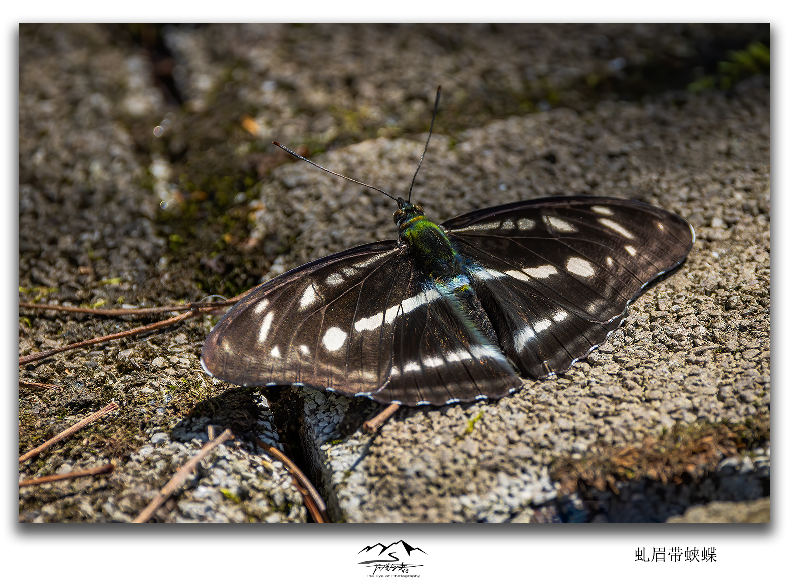 虬眉带蛱蝶
