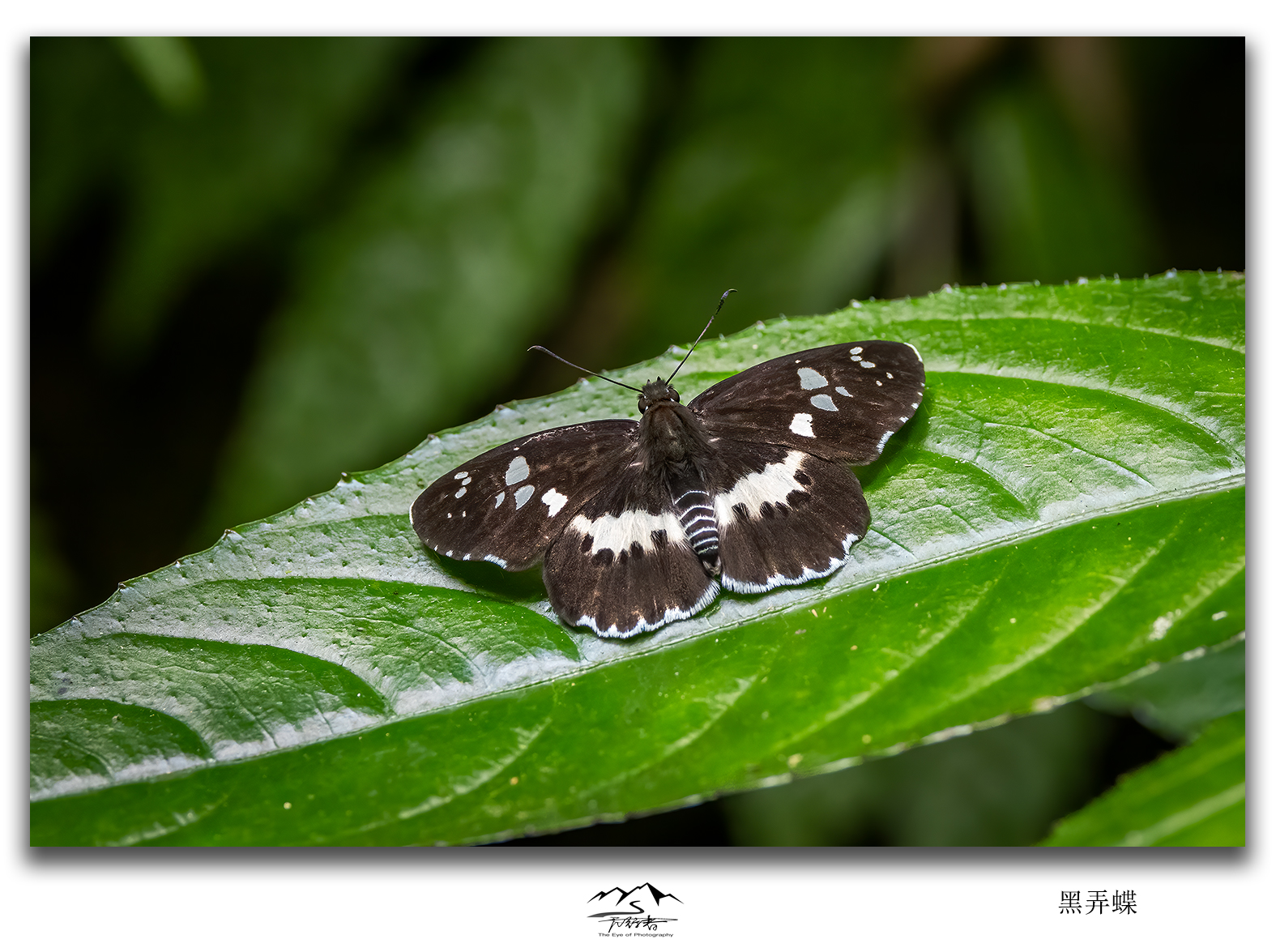 黑裙弄蝶