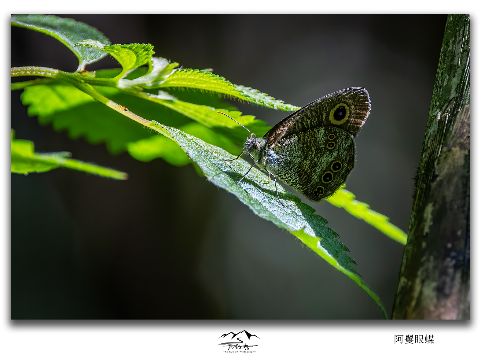 阿矍眼蝶