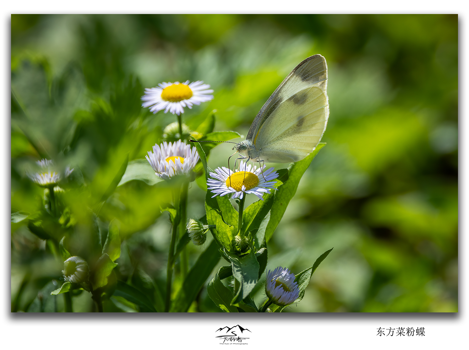 东方菜粉蝶