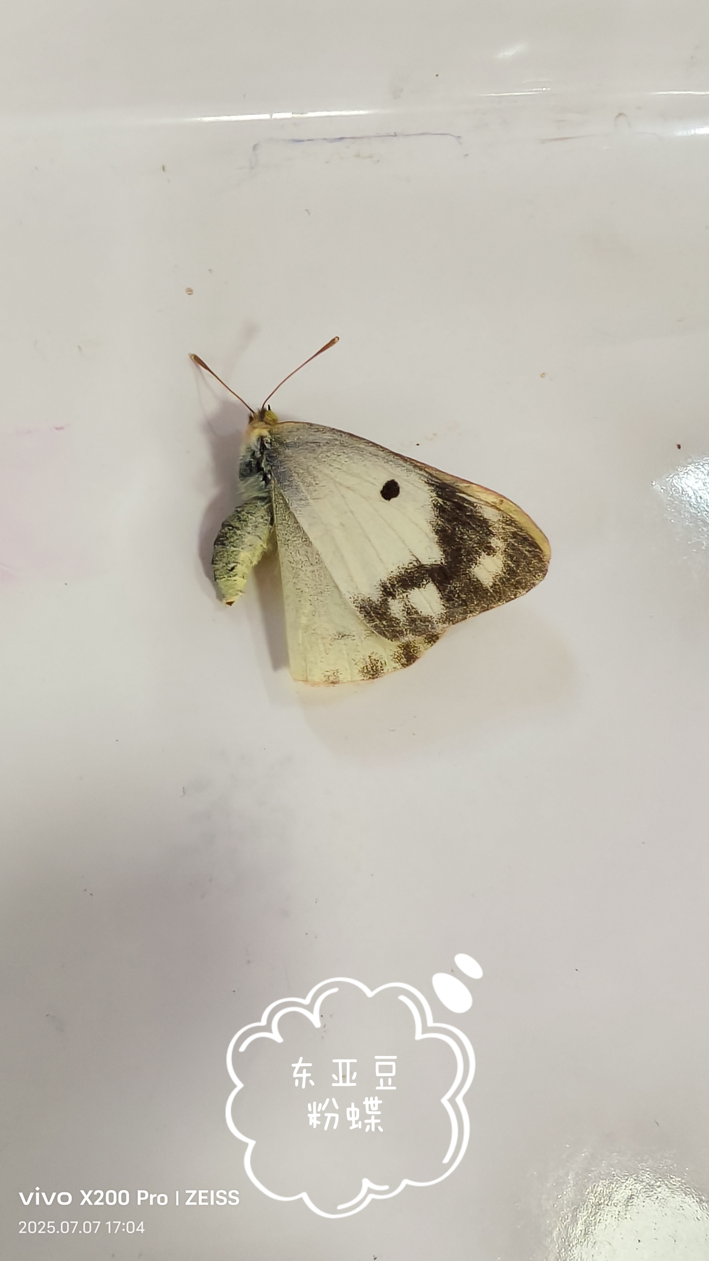 东亚豆粉蝶
