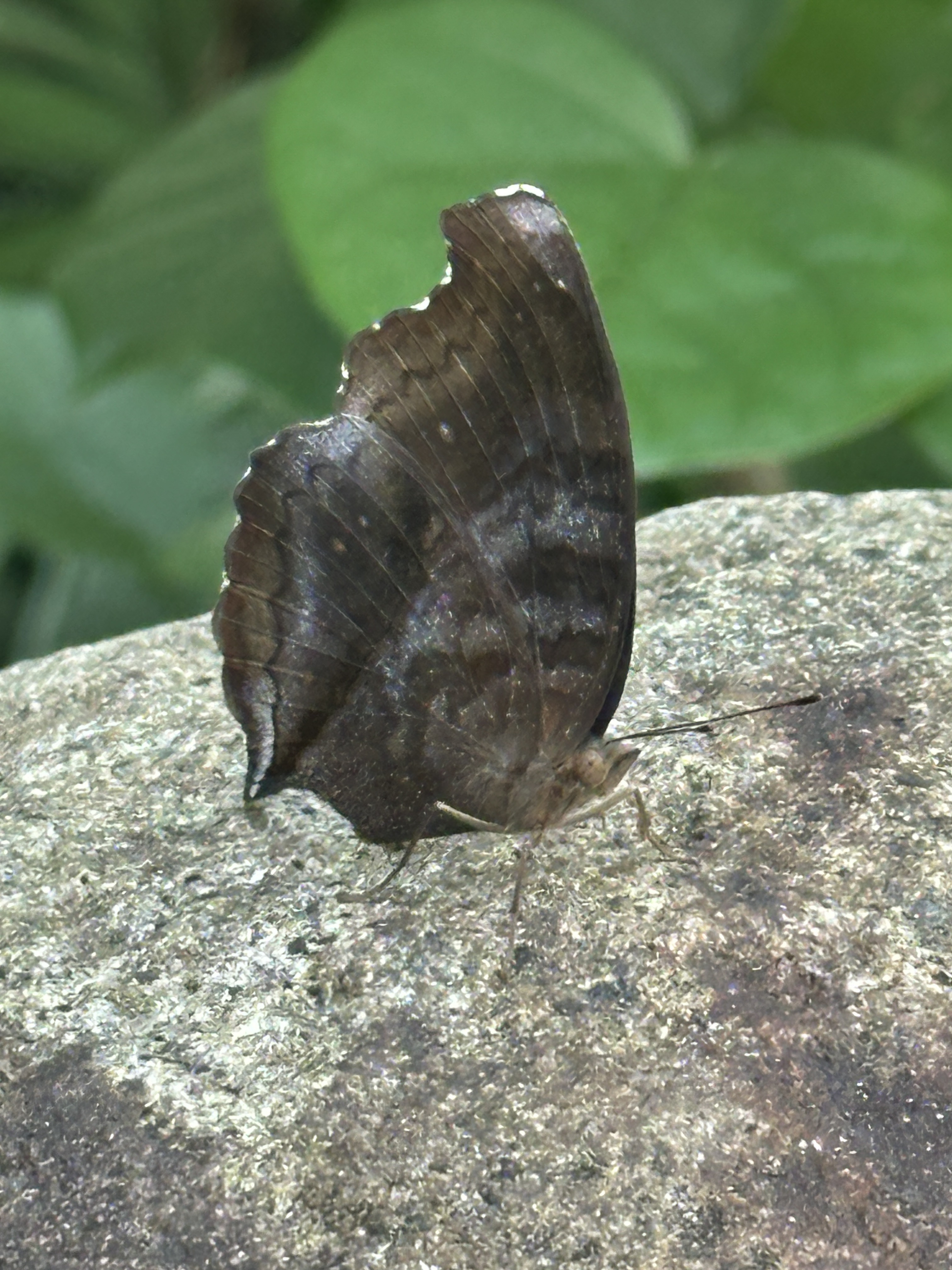 钩翅眼蛱蝶