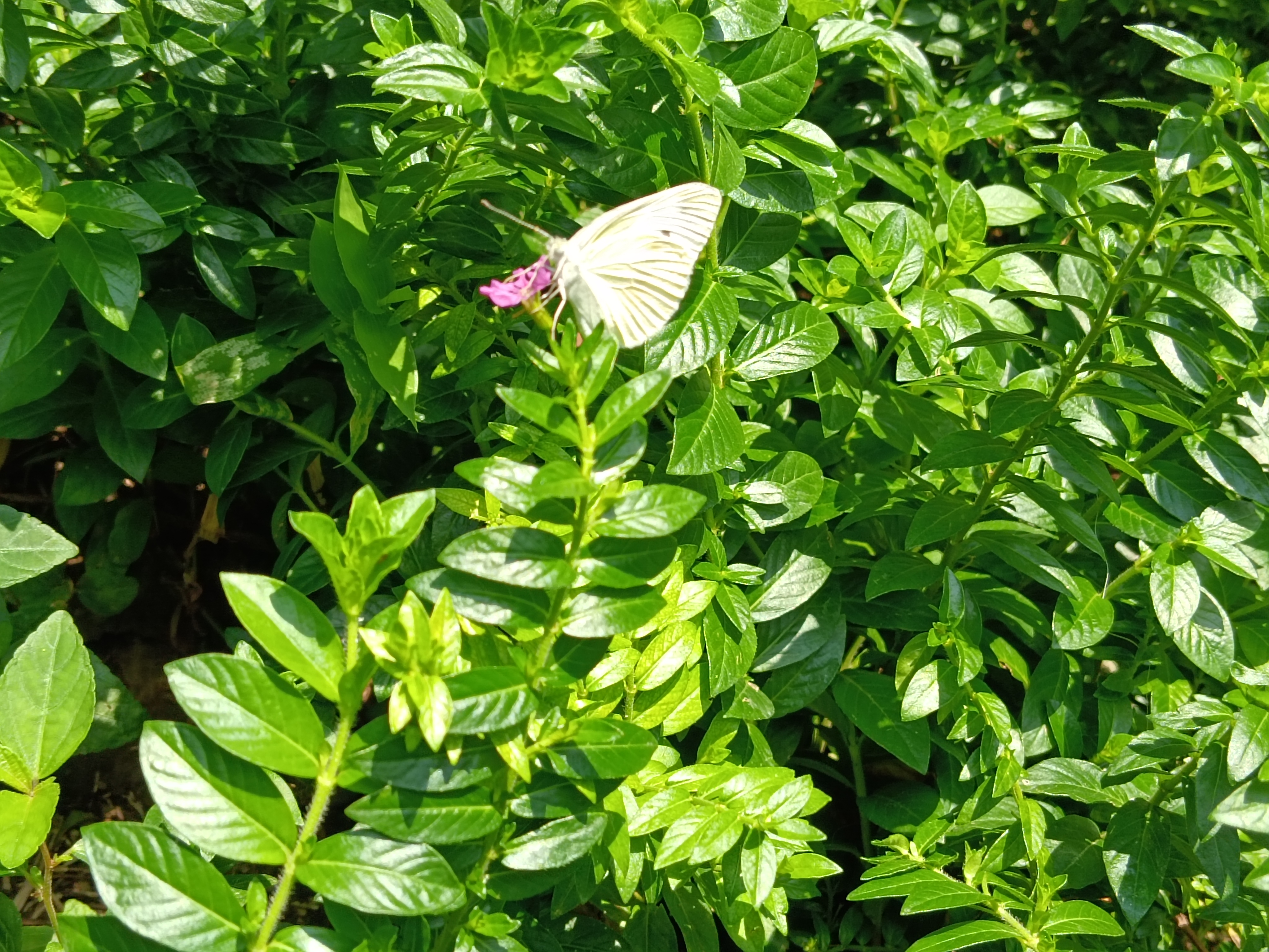 菜粉蝶