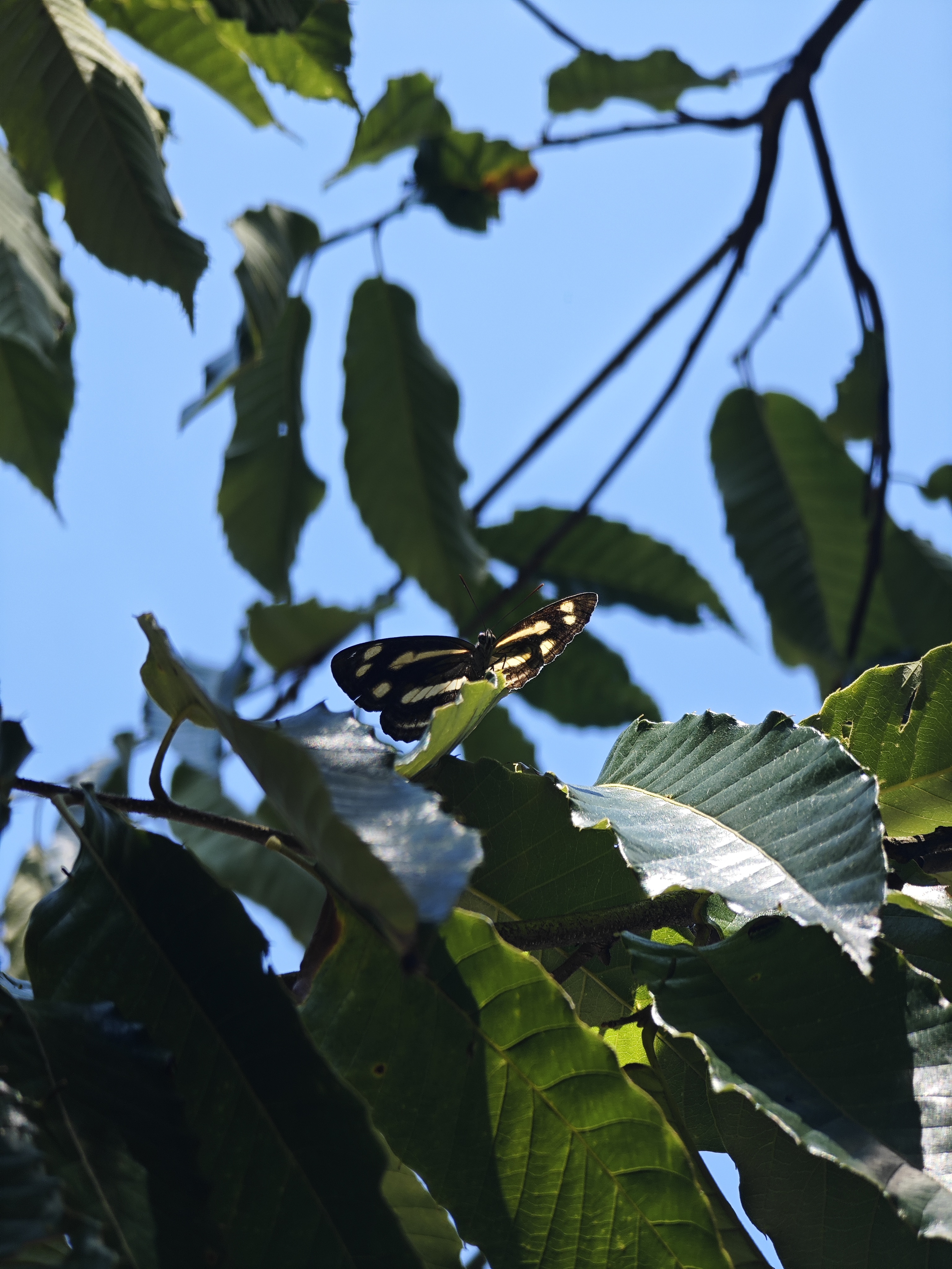 苾蟠蛱蝶