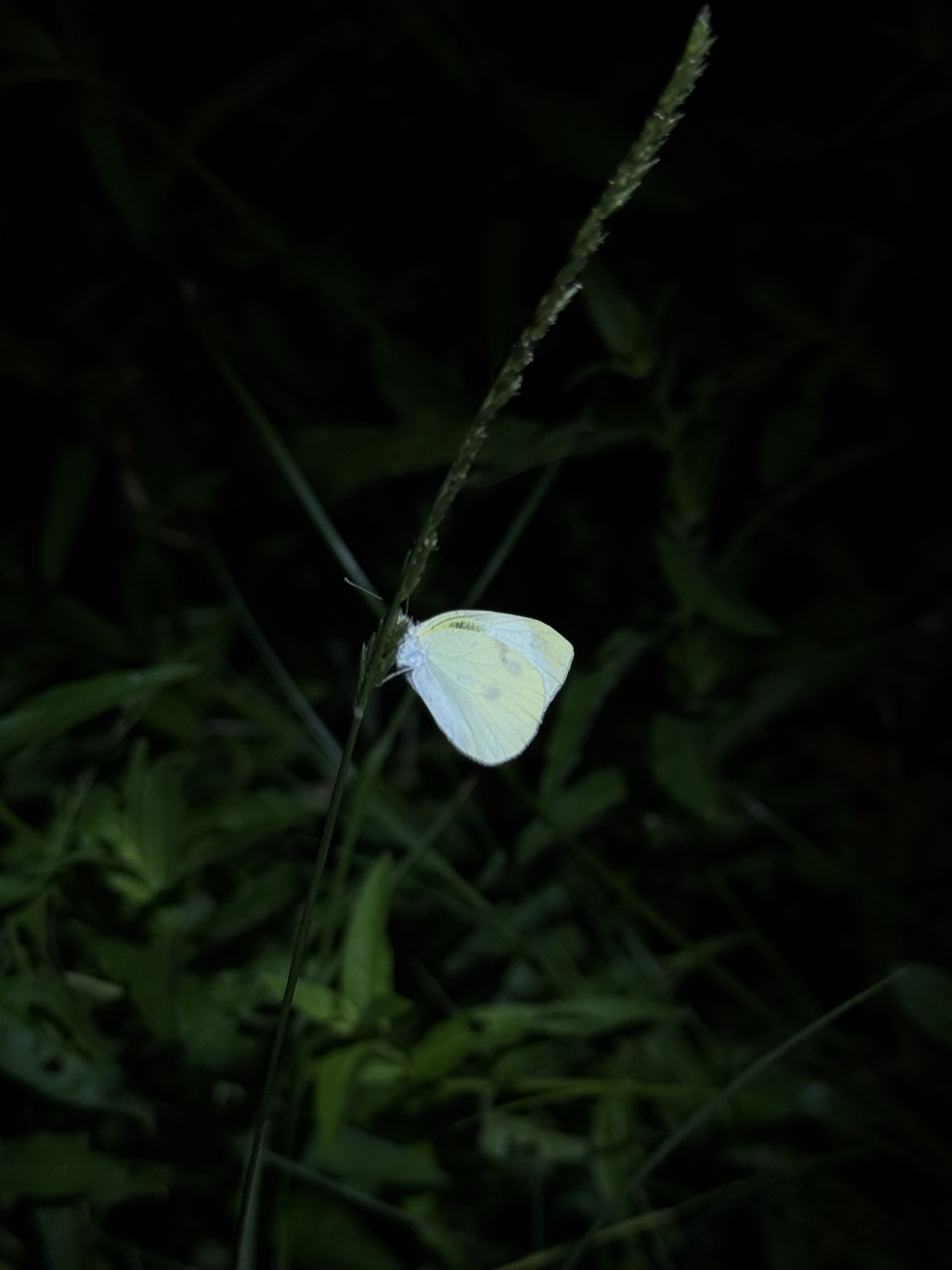 菜粉蝶