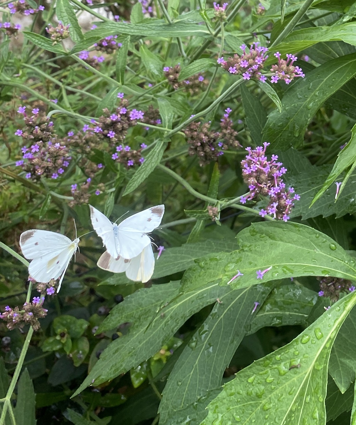 菜粉蝶