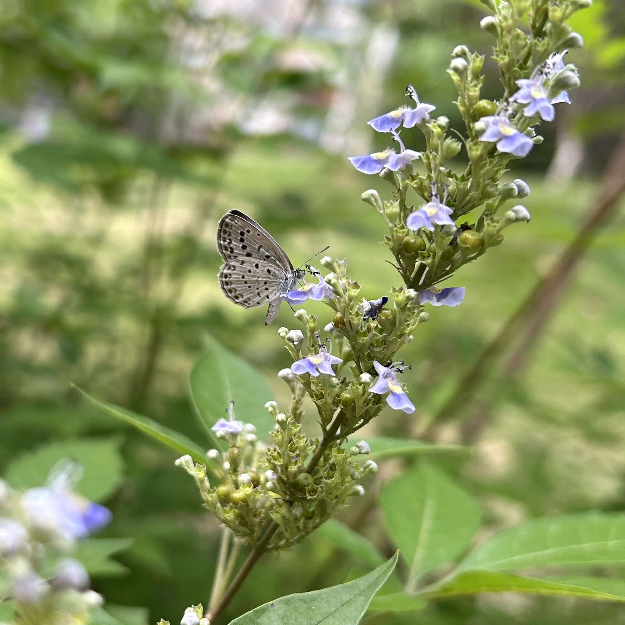 酢浆灰蝶