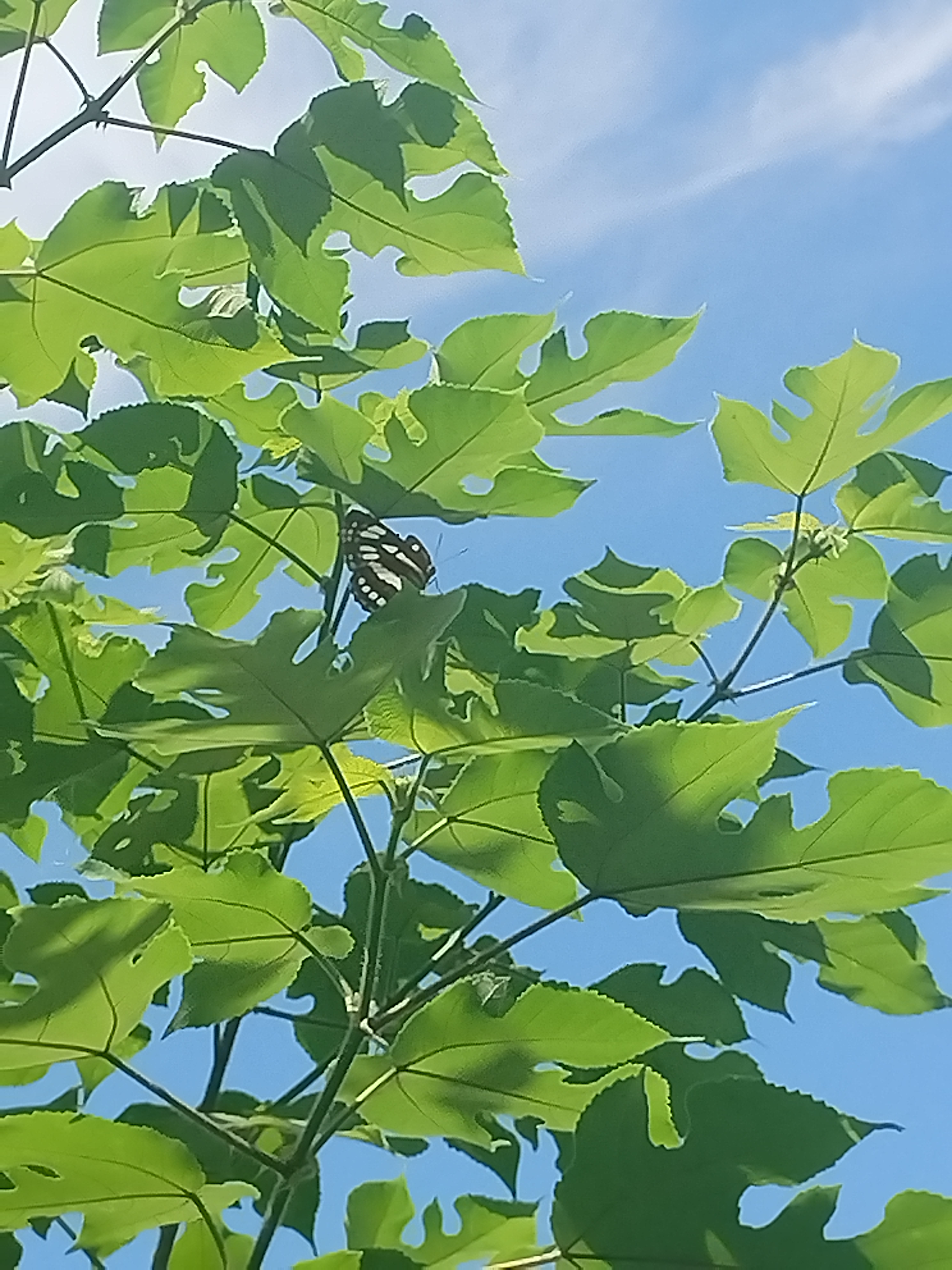 中环蛱蝶