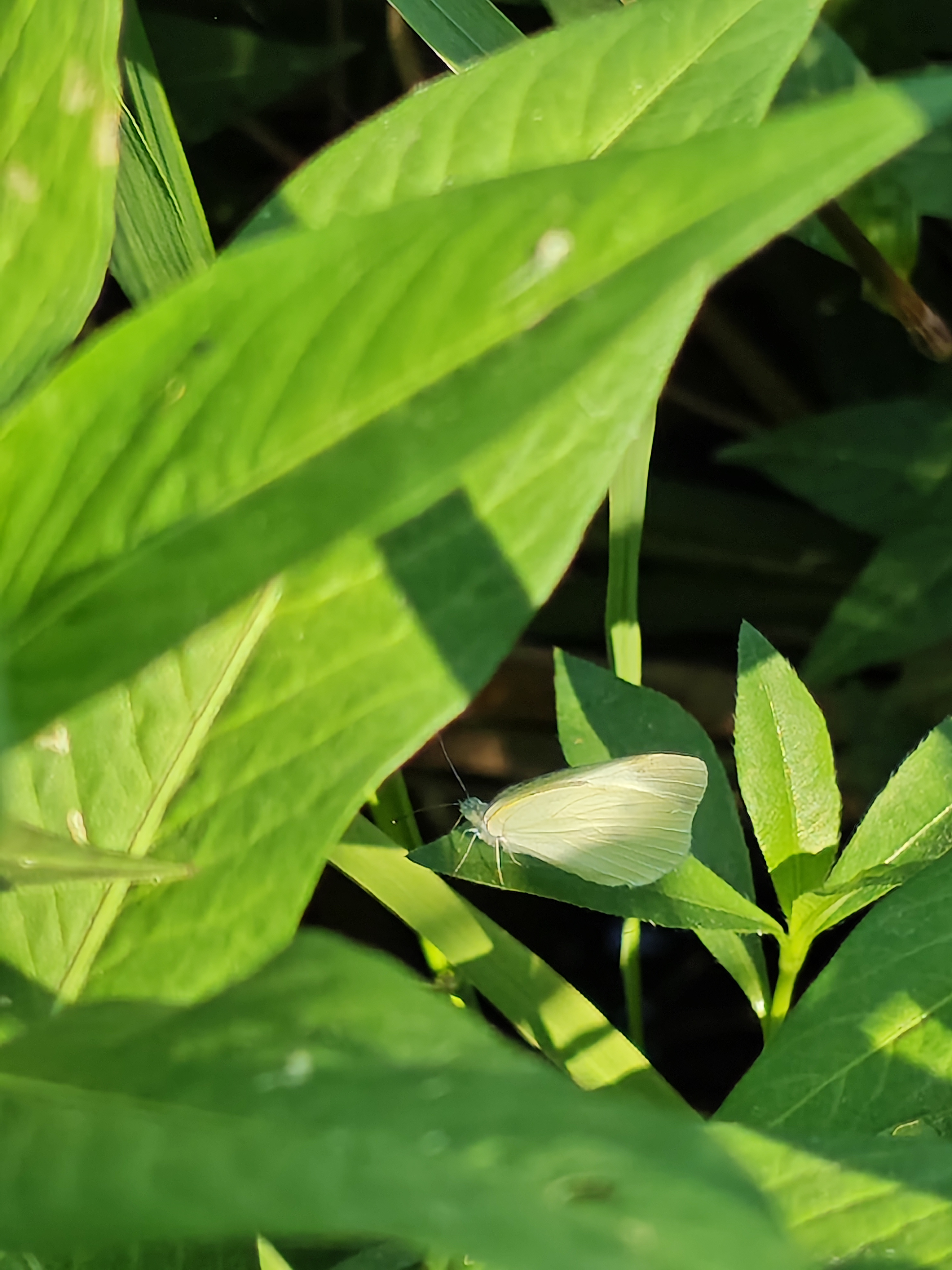 菜粉蝶