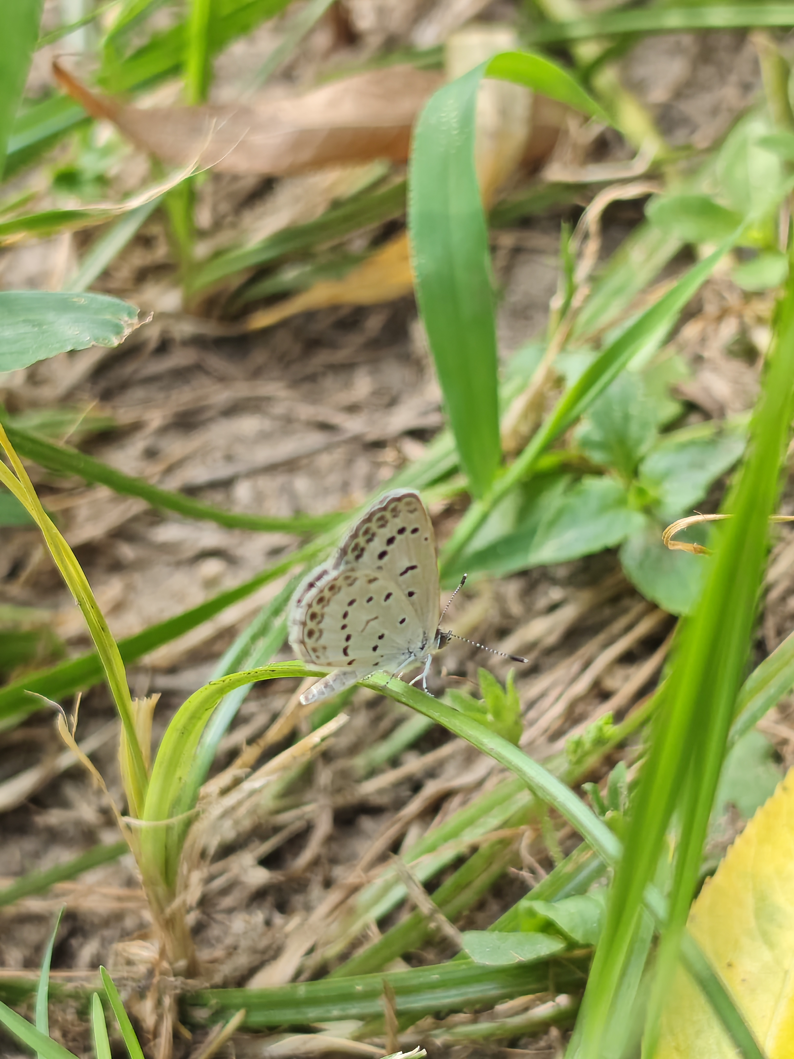 酢浆灰蝶
