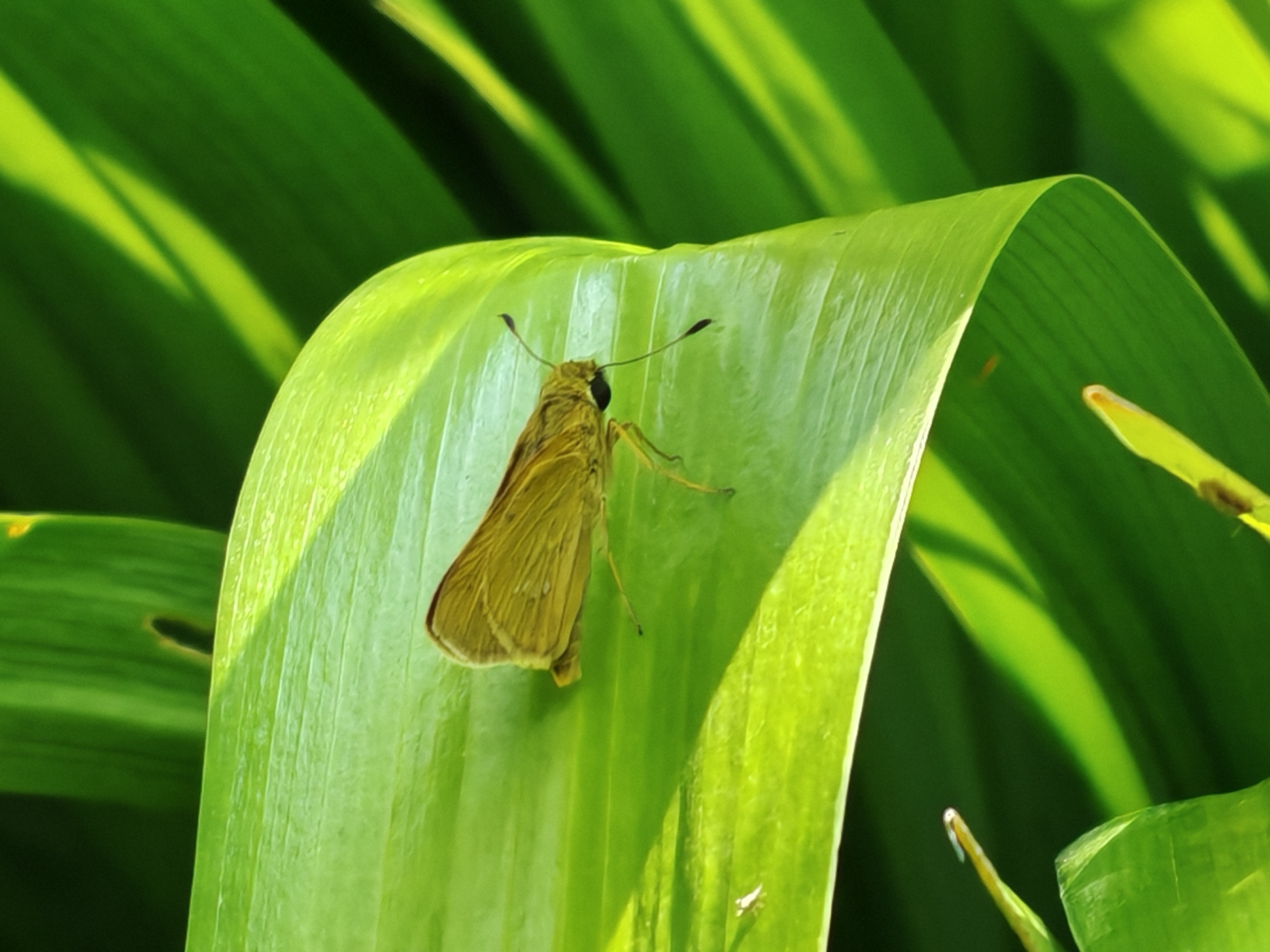 挂墩稻弄蝶