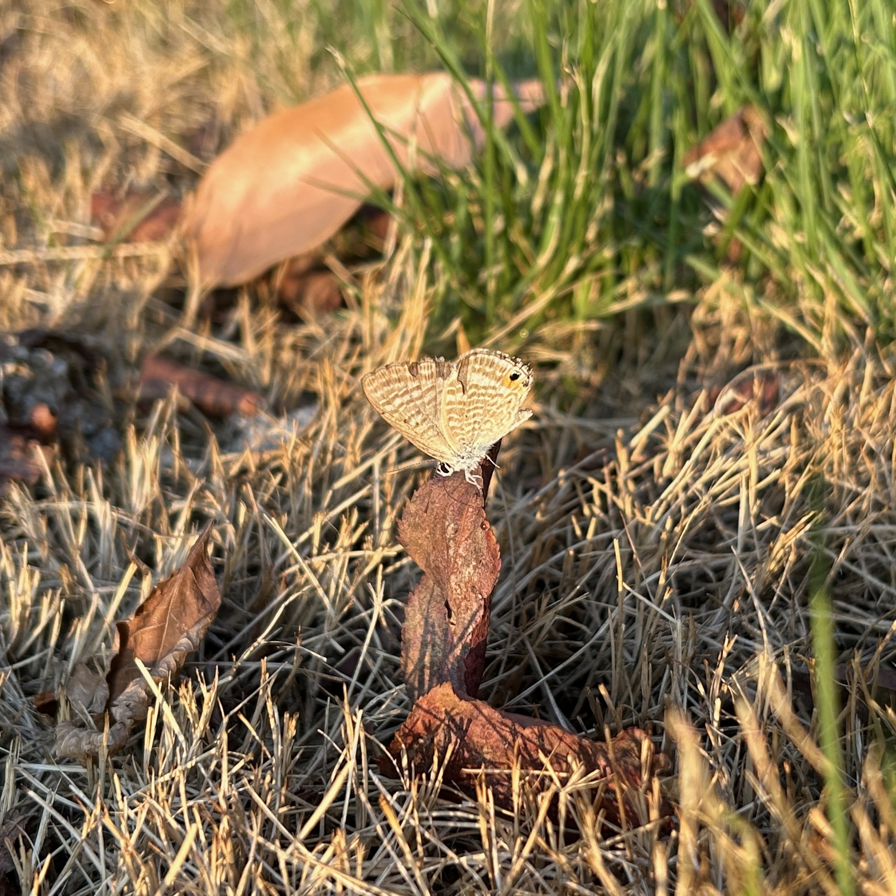 亮灰蝶