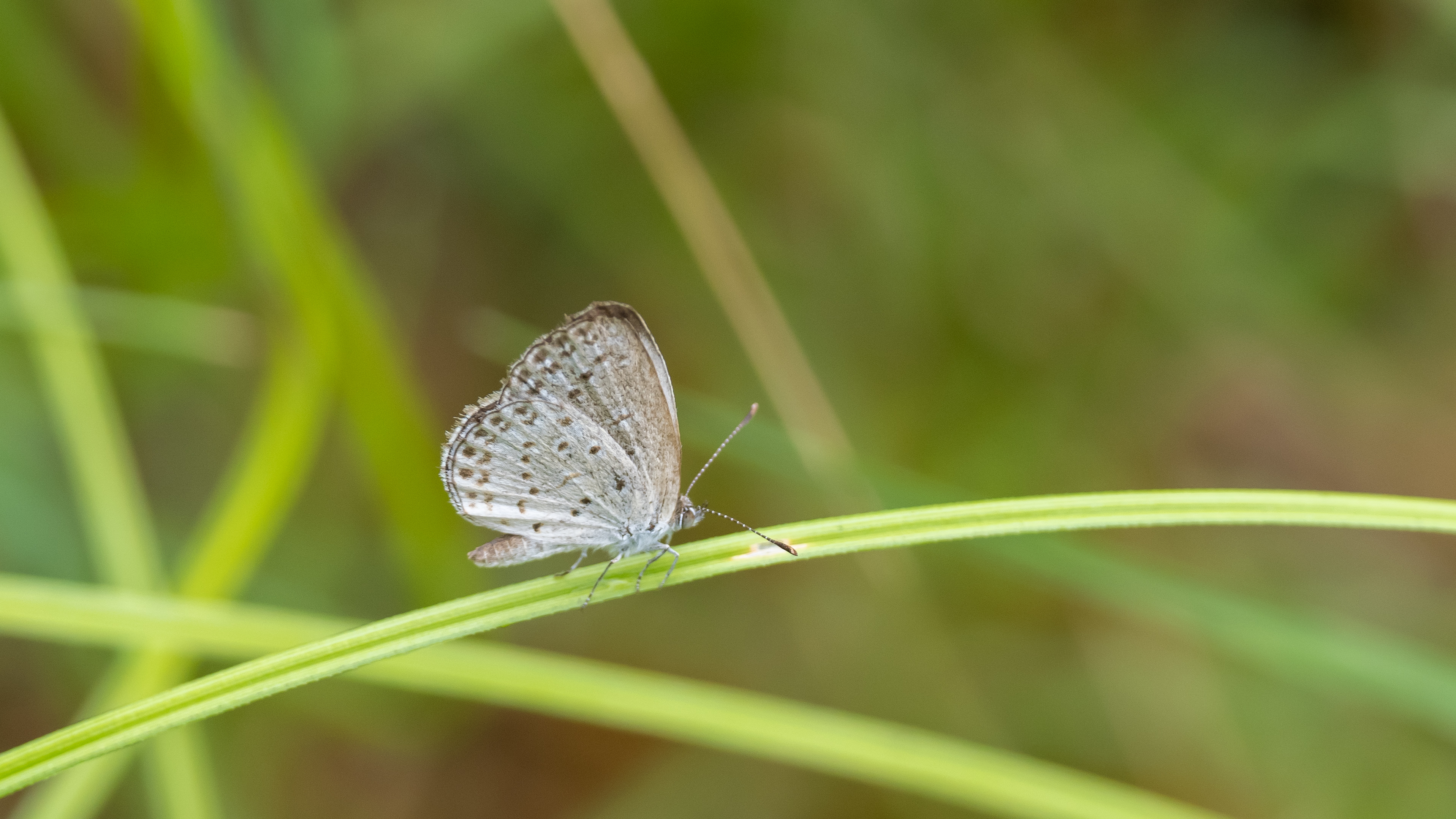 酢浆灰蝶