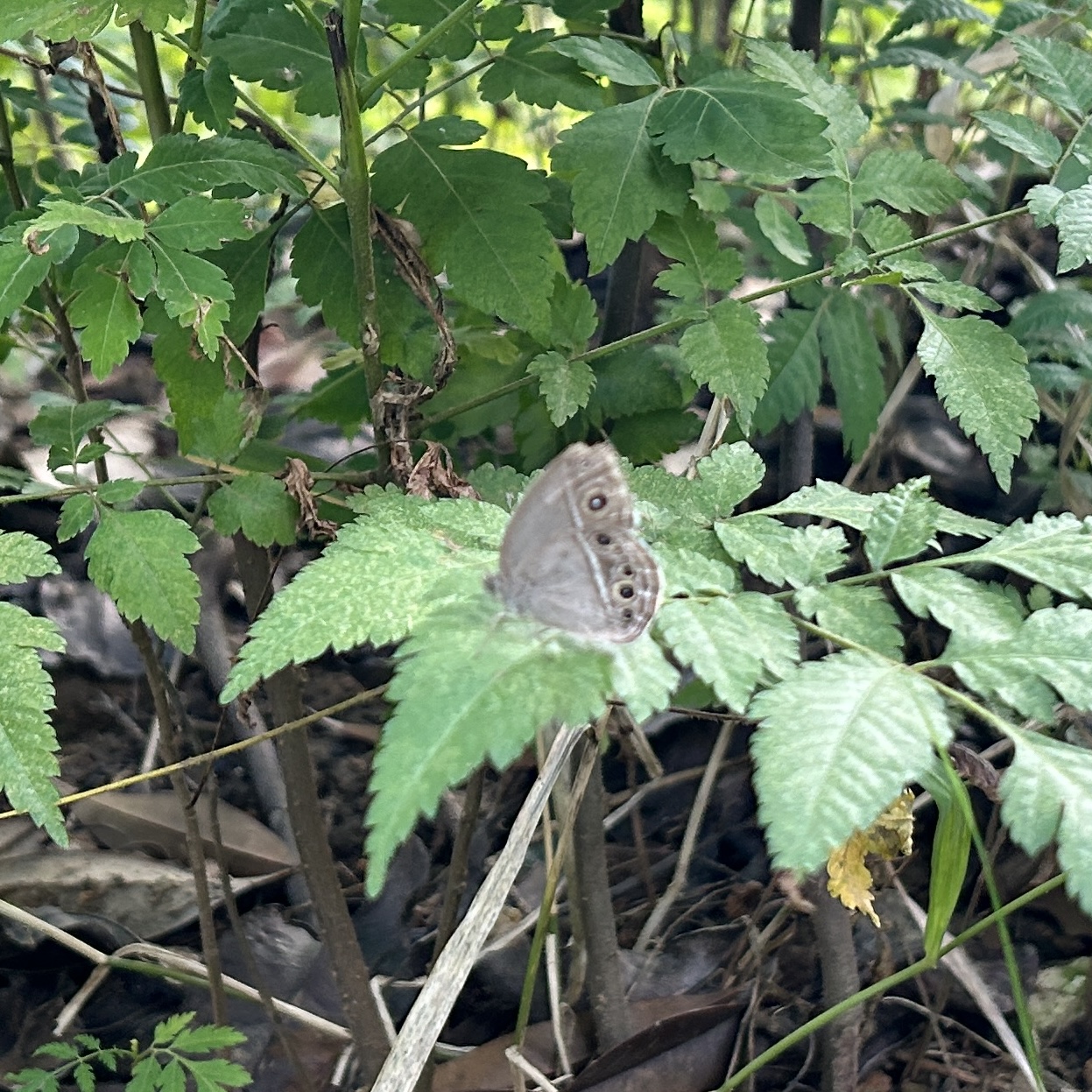 小眉眼蝶