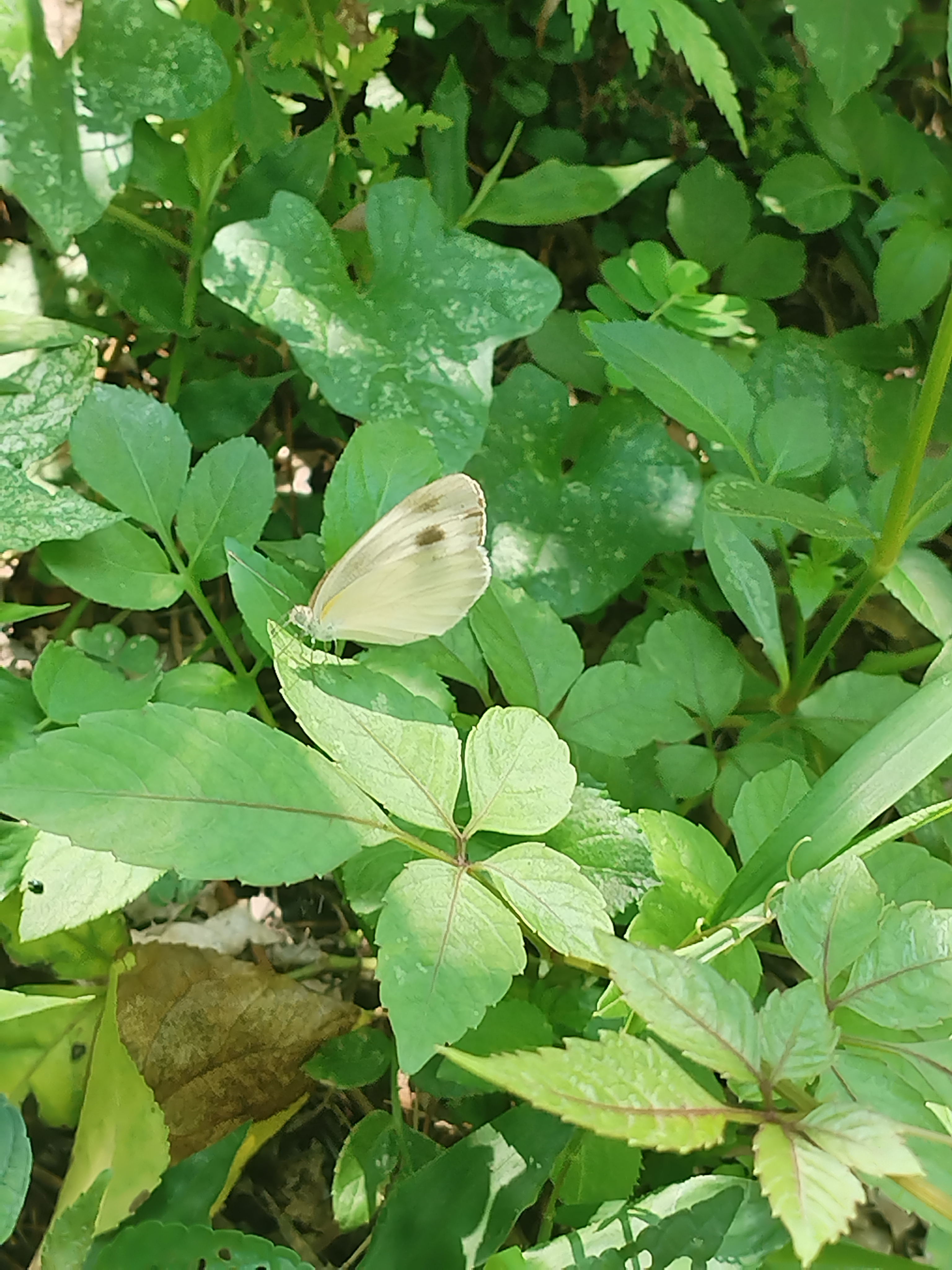 东方菜粉蝶