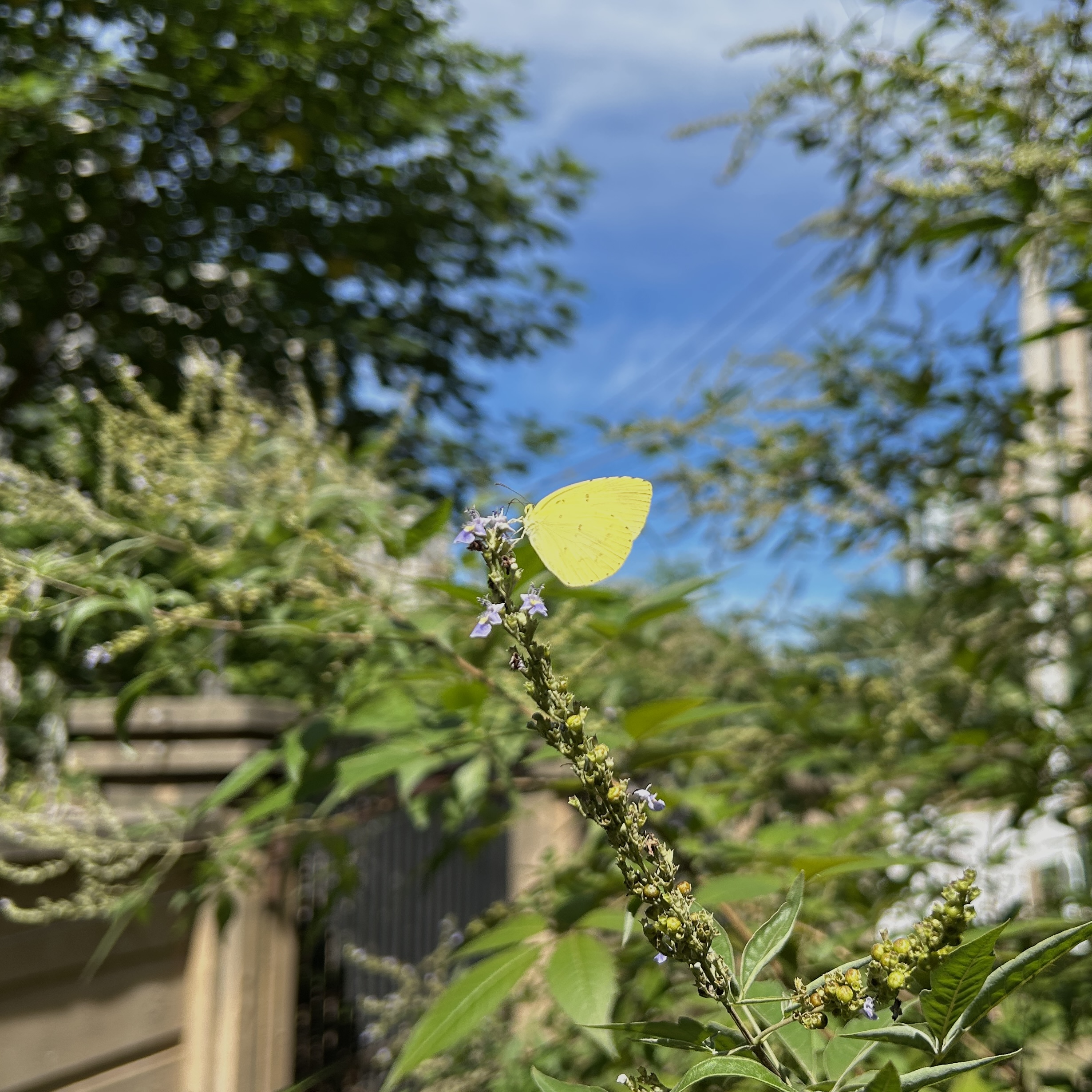 北黄粉蝶