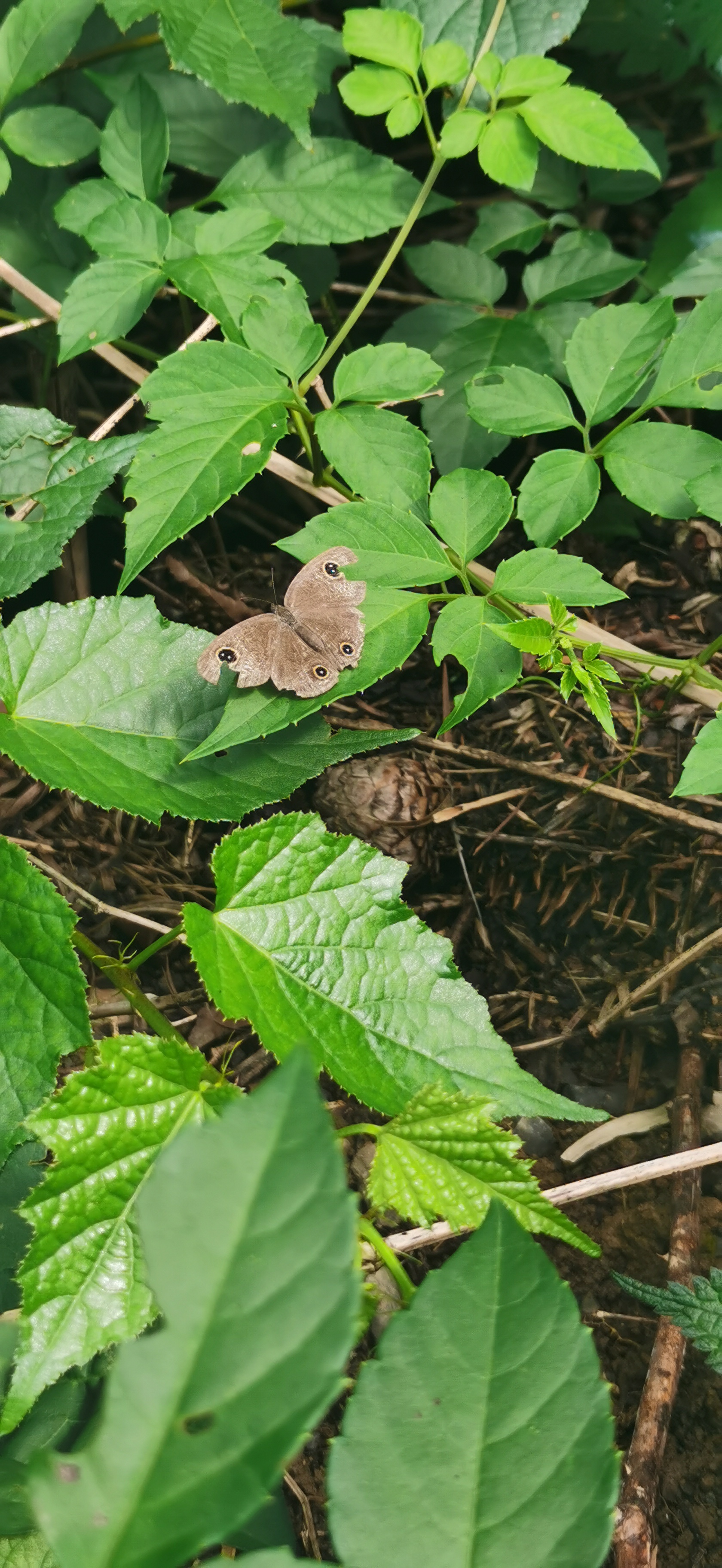 密纹矍眼蝶