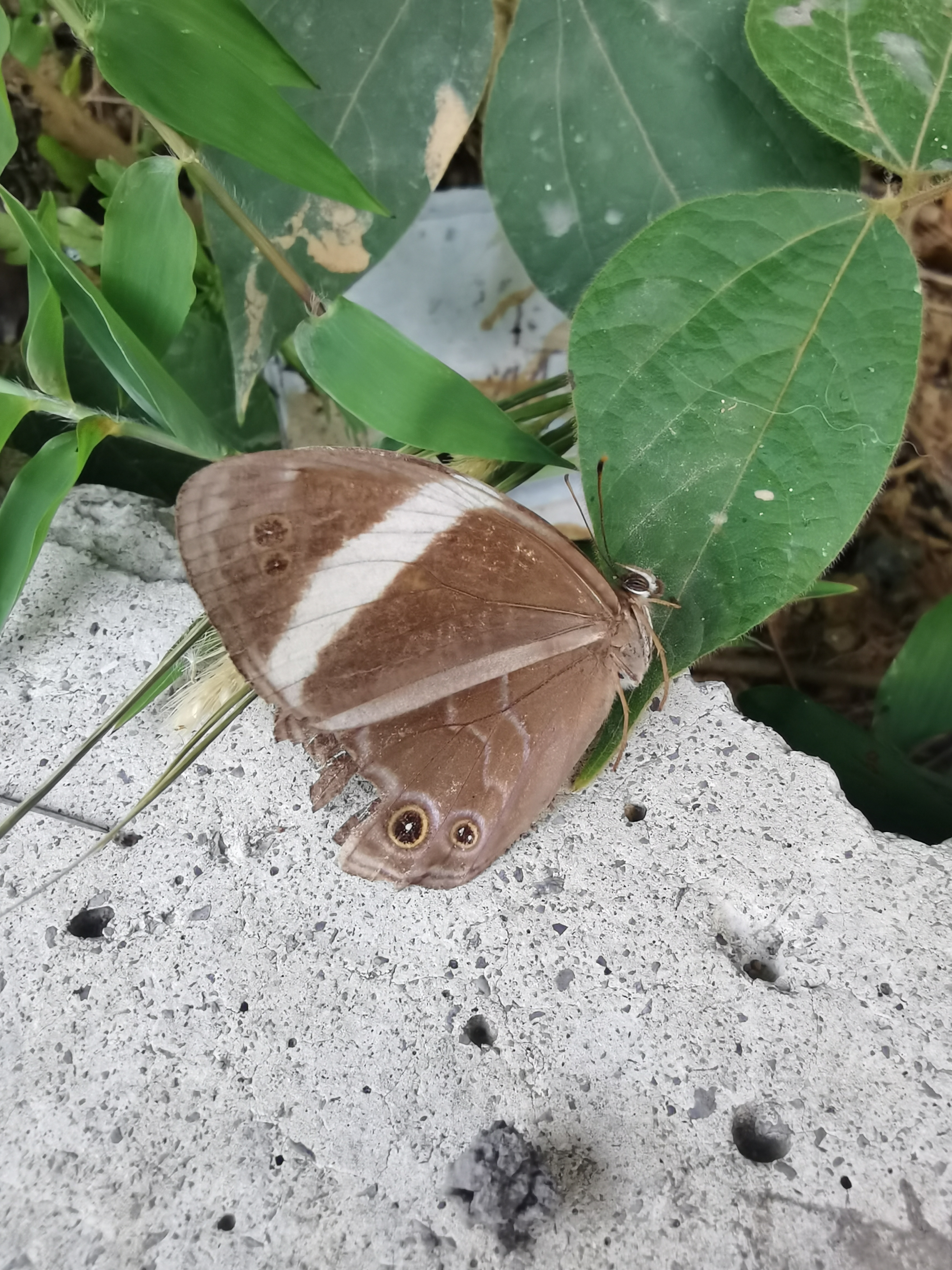 玉带黛眼蝶