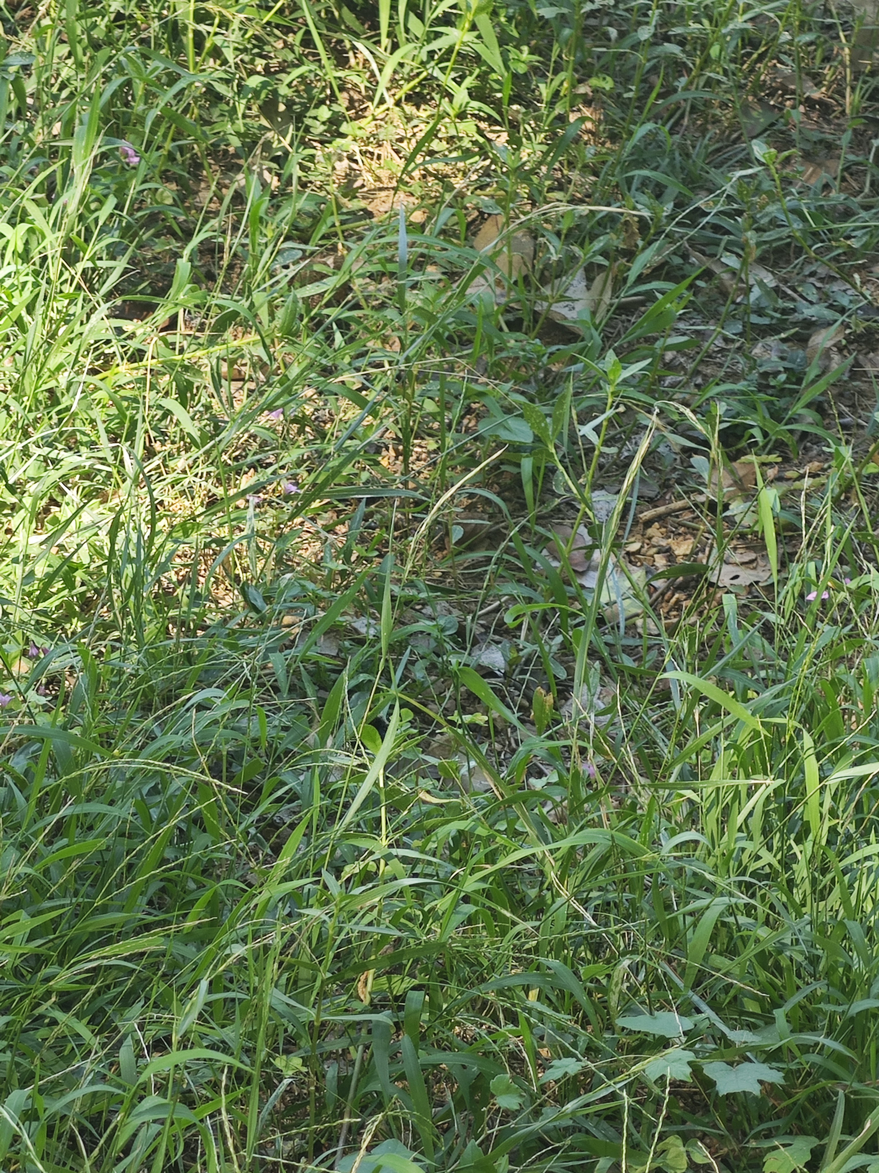 翠蓝眼蛱蝶