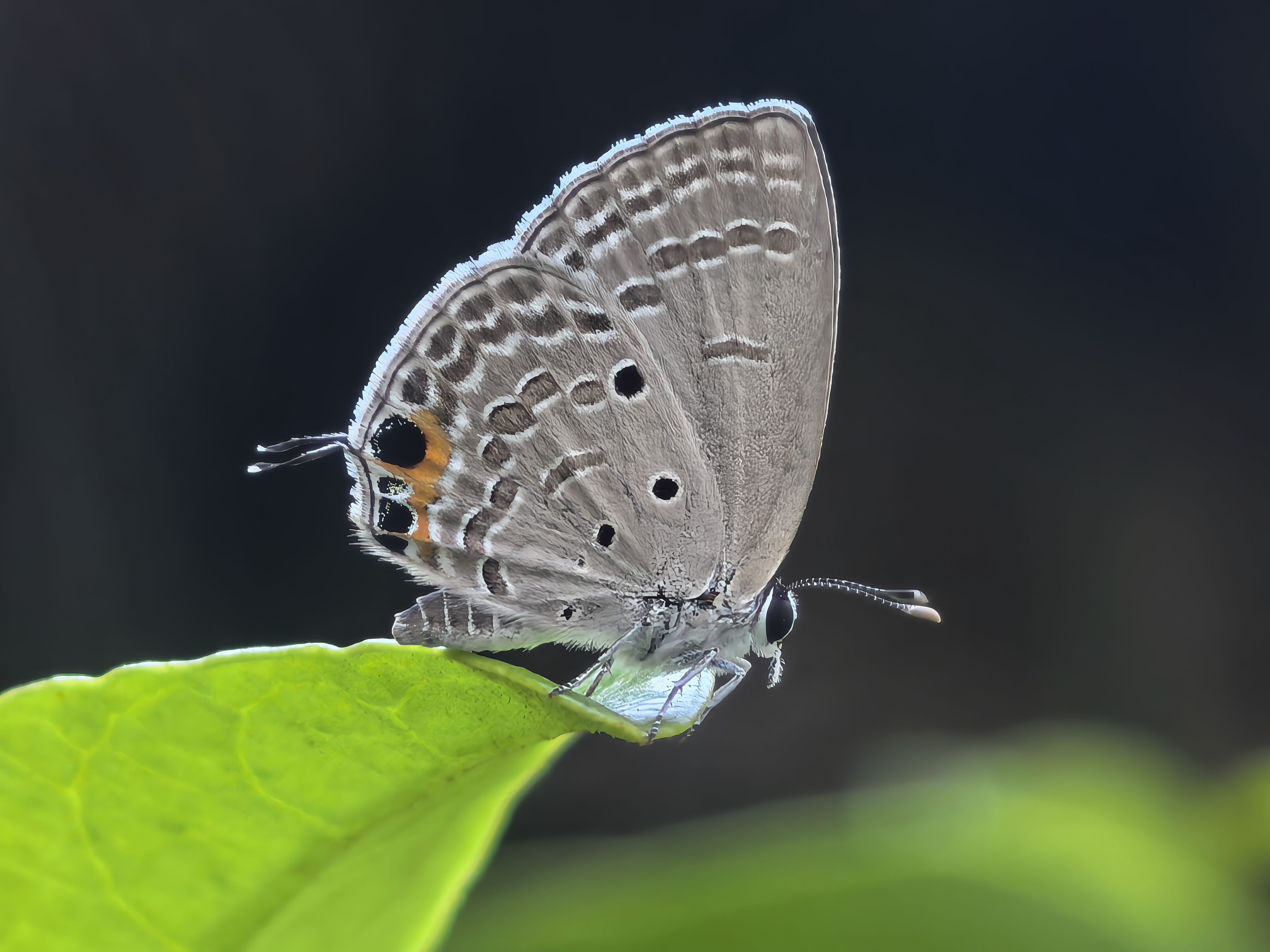 曲纹紫灰蝶