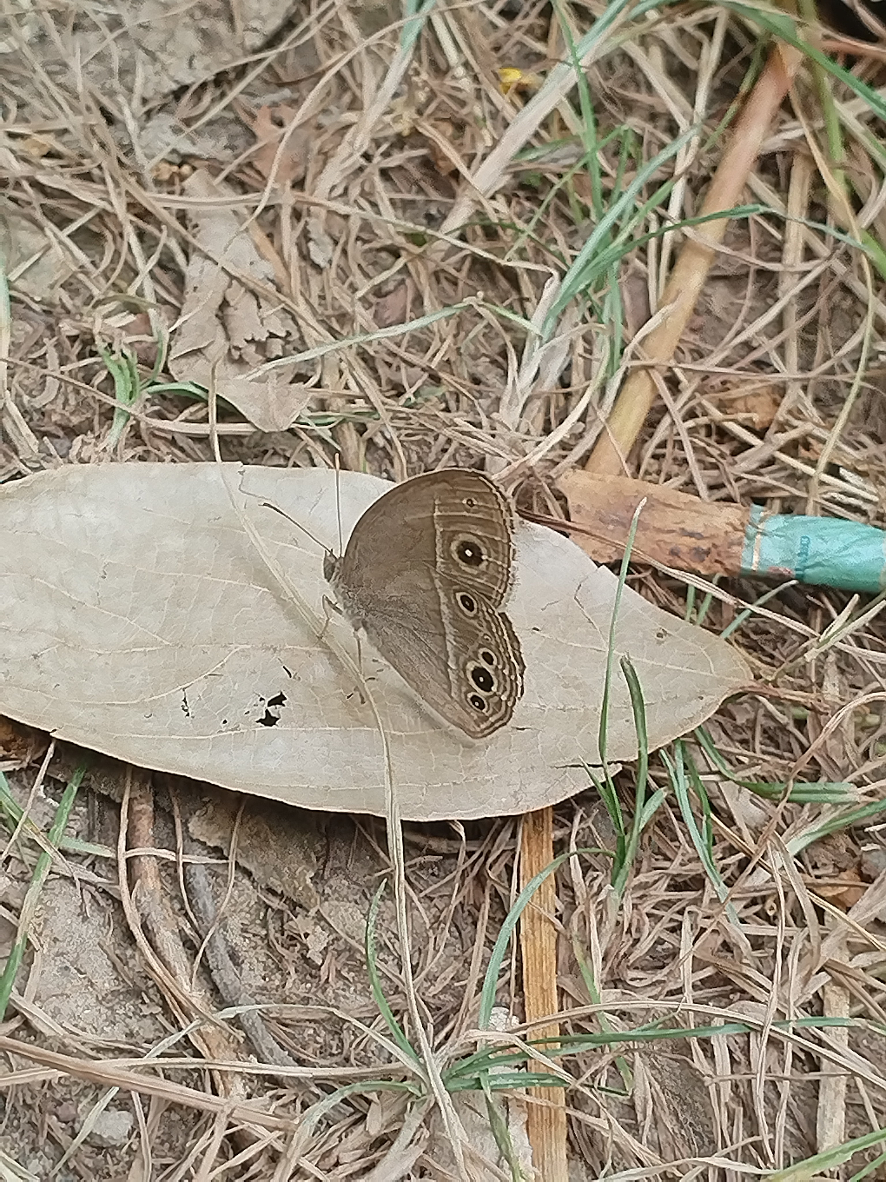 小眉眼蝶