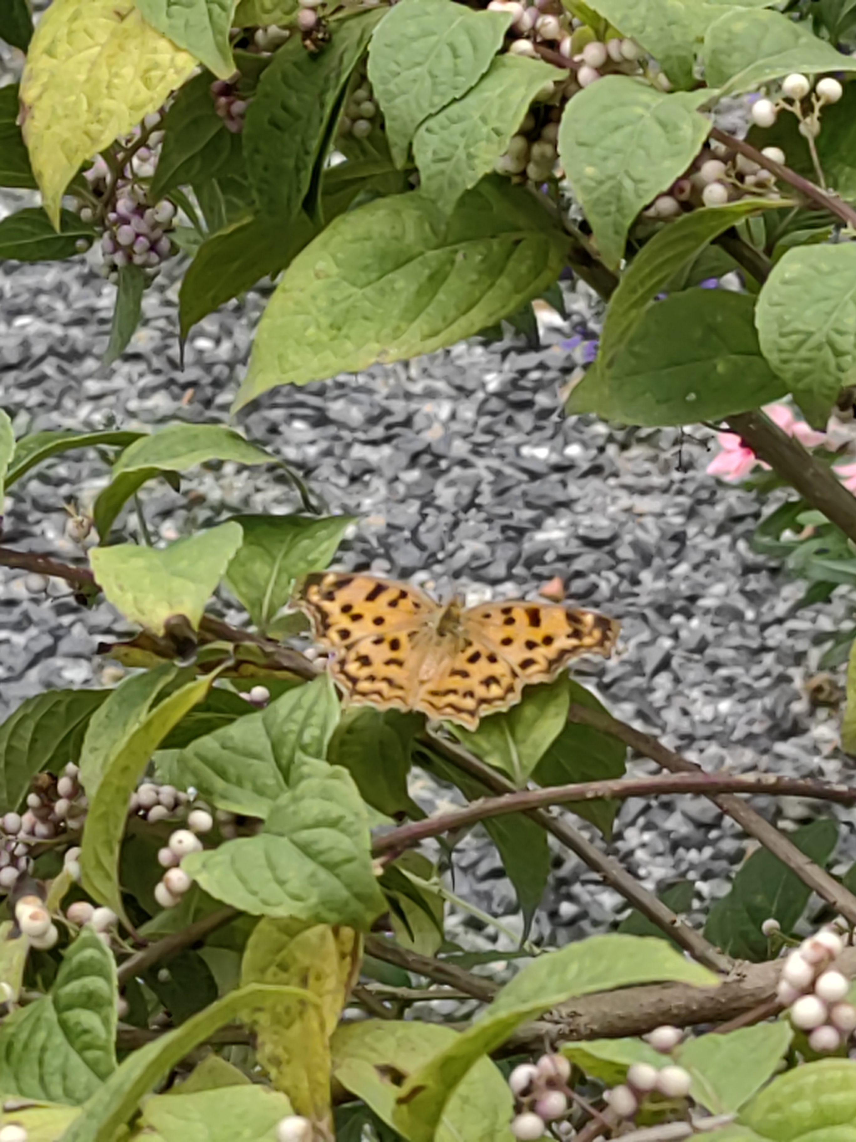 黄钩蛱蝶