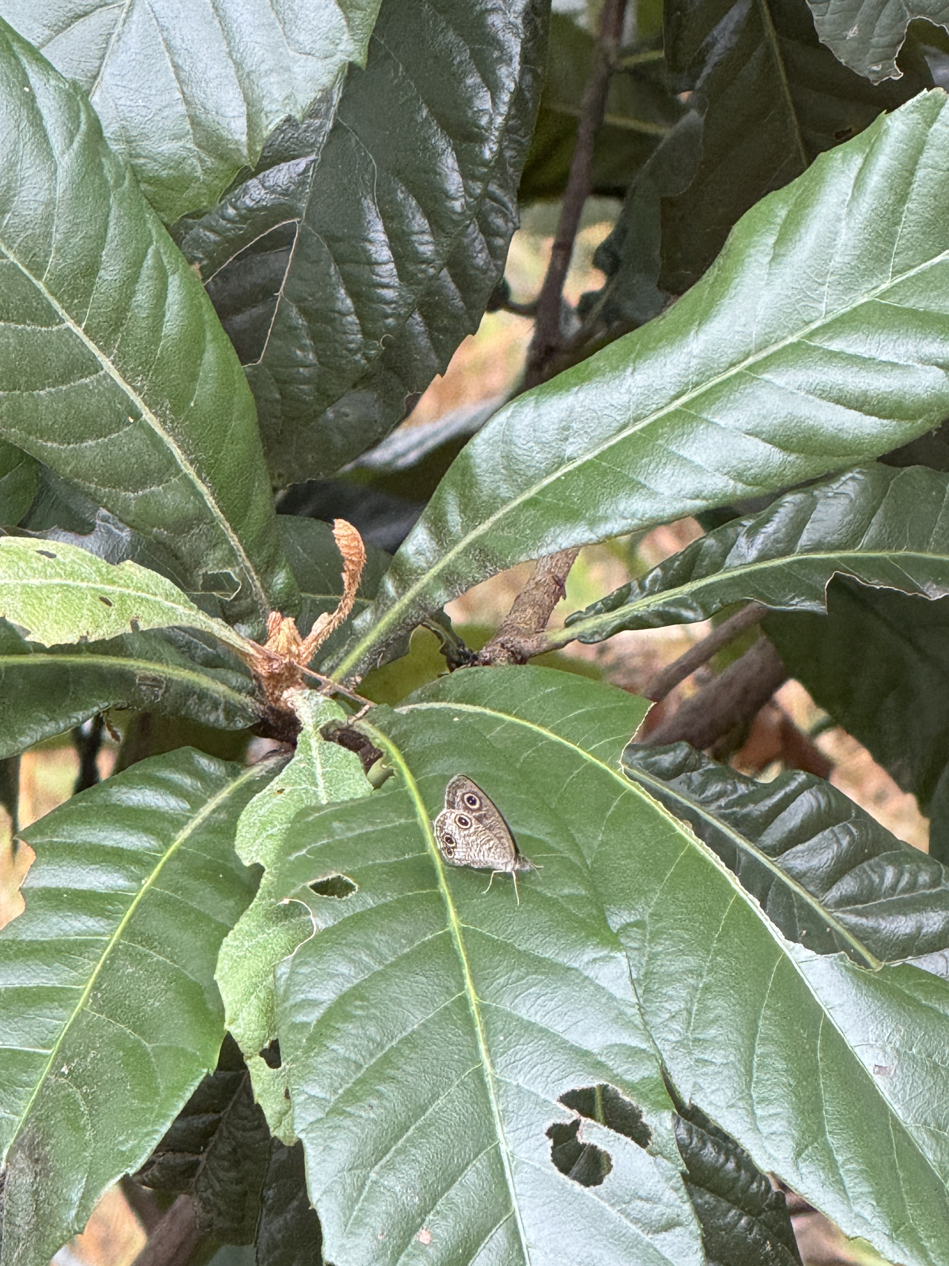 密纹矍眼蝶