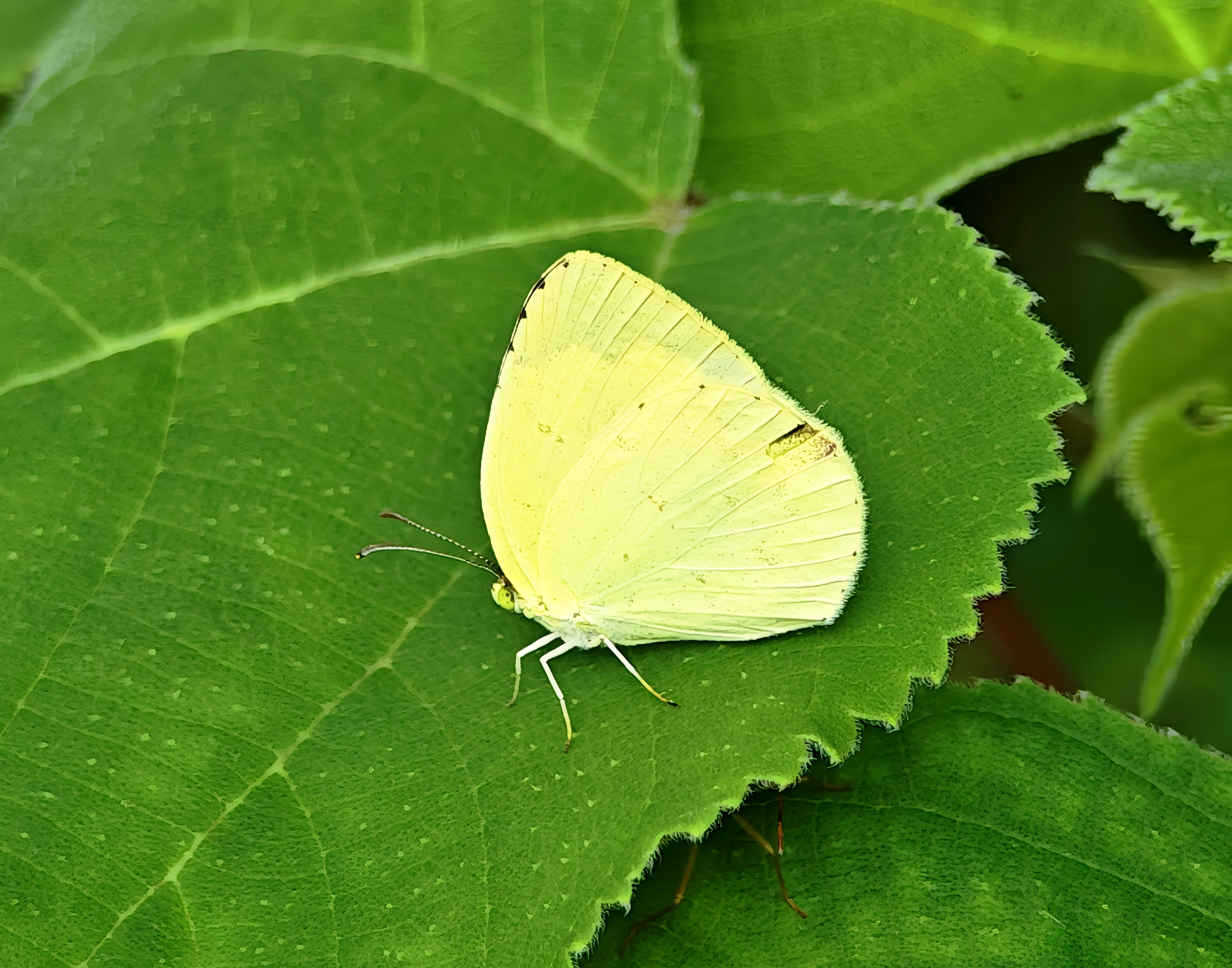 北黄粉蝶